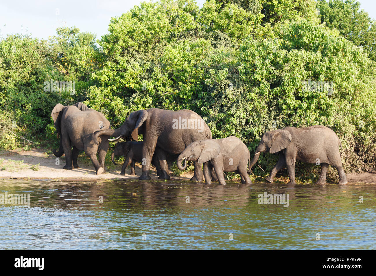 Primo piano di una famiglia di elefanti lasciando il fiume Foto Stock