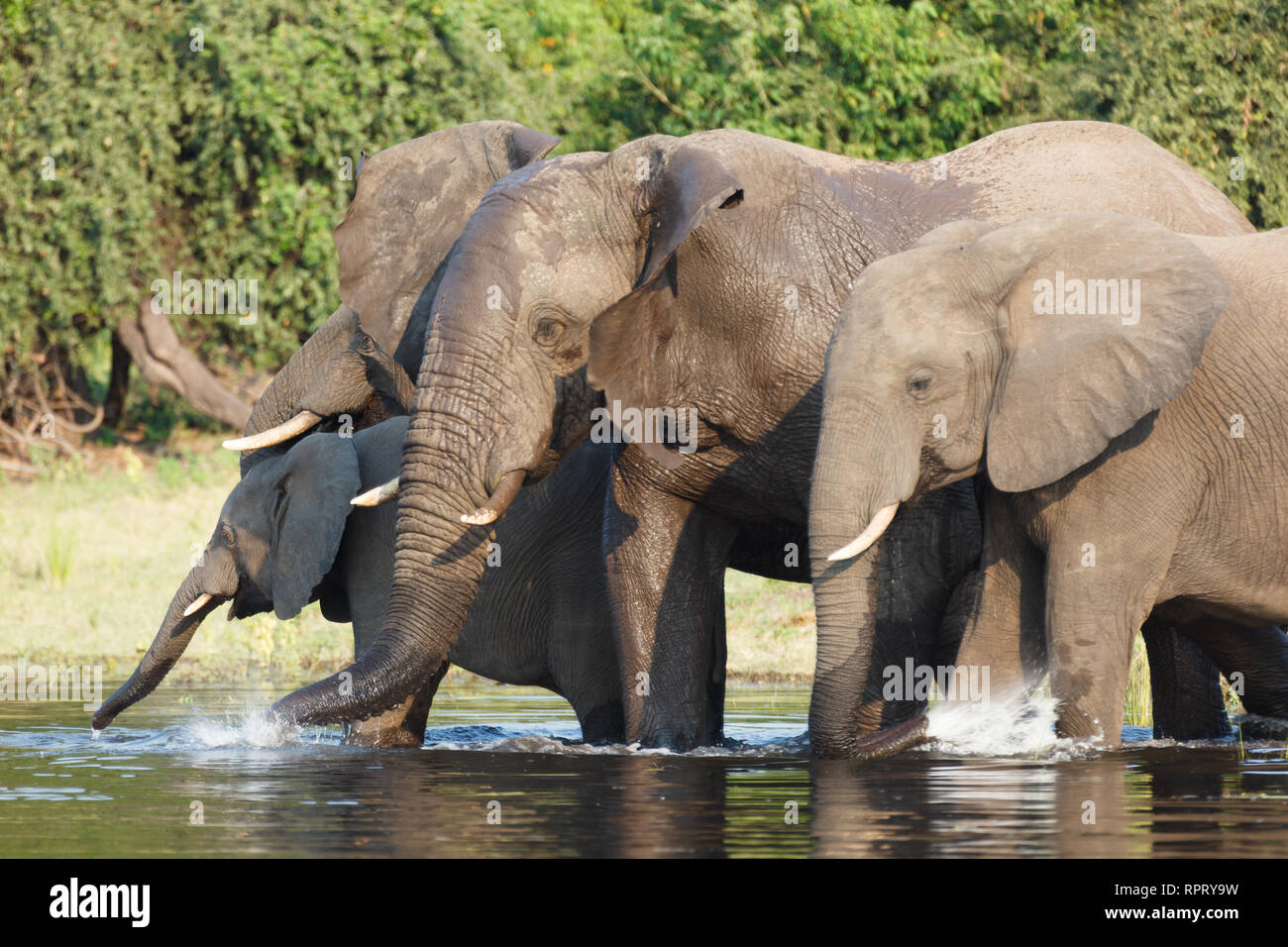 Primo piano della famiglia di 4 persone e baby elephant di bere e di balneazione nel fiume Foto Stock
