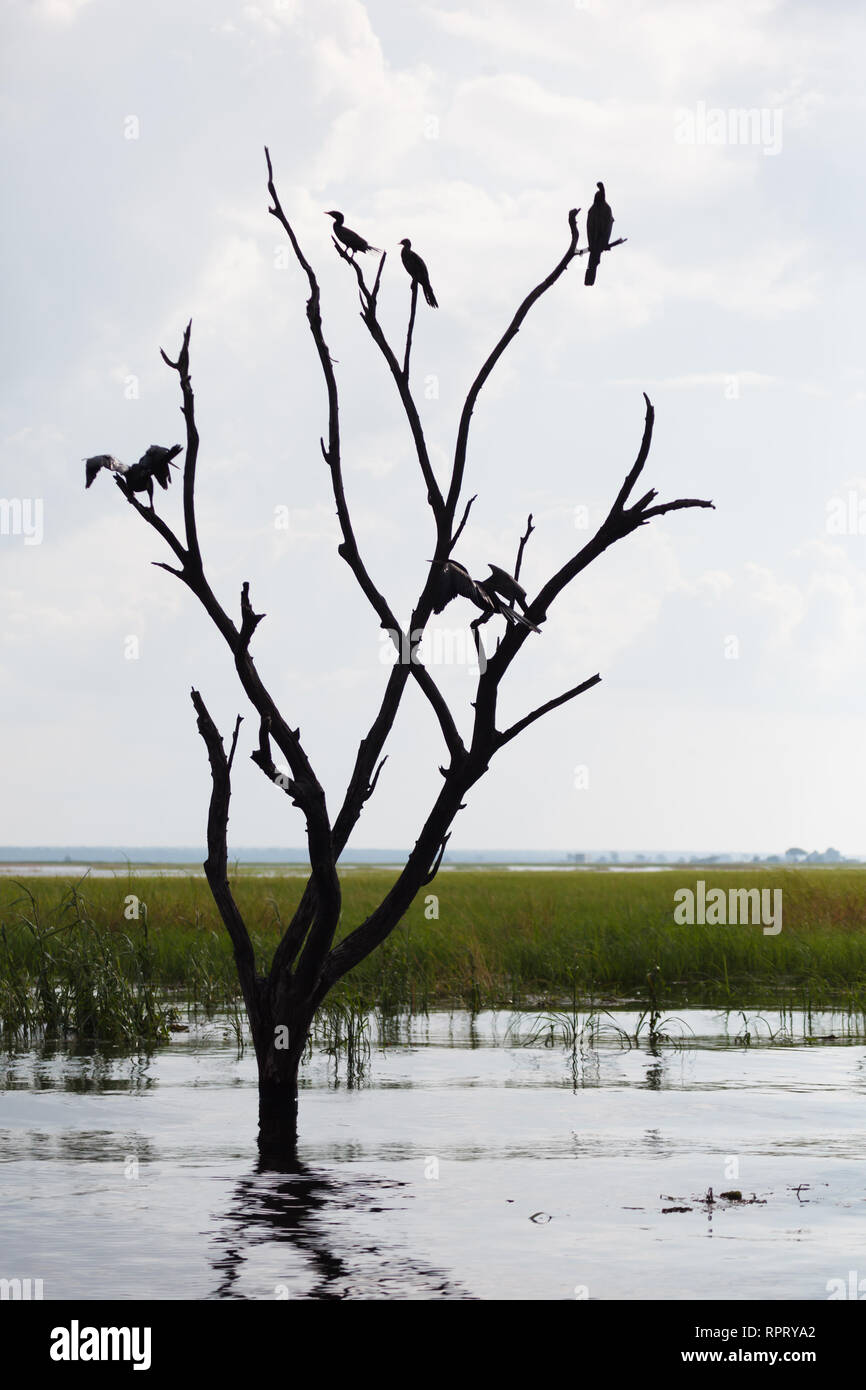 Chiusura del gregge di wattled cranes arroccato in albero morto in appoggio Foto Stock