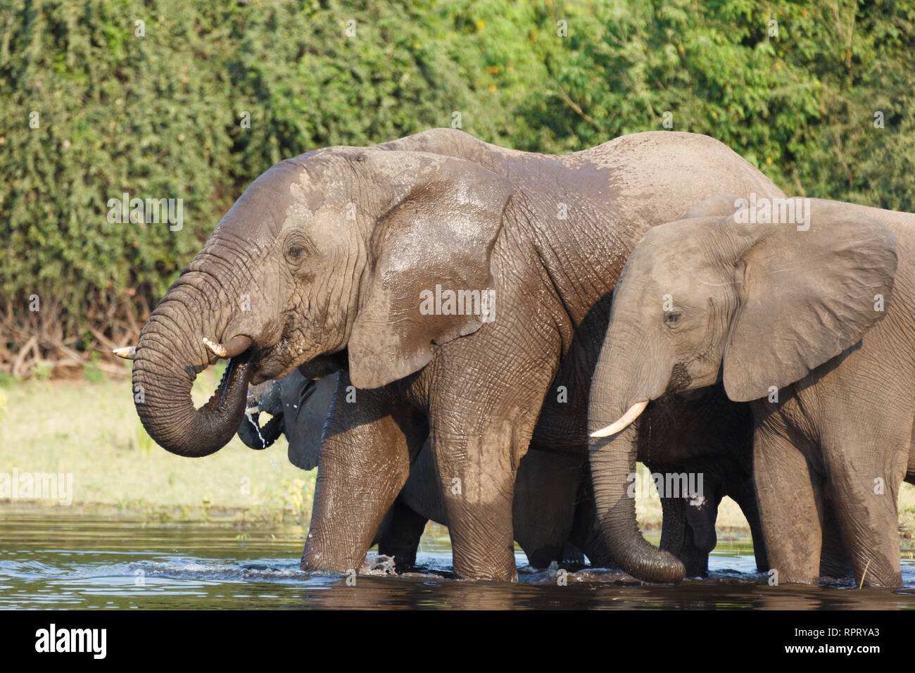 Primo piano della famiglia e baby elefanti di bere e di balneazione nel fiume Foto Stock