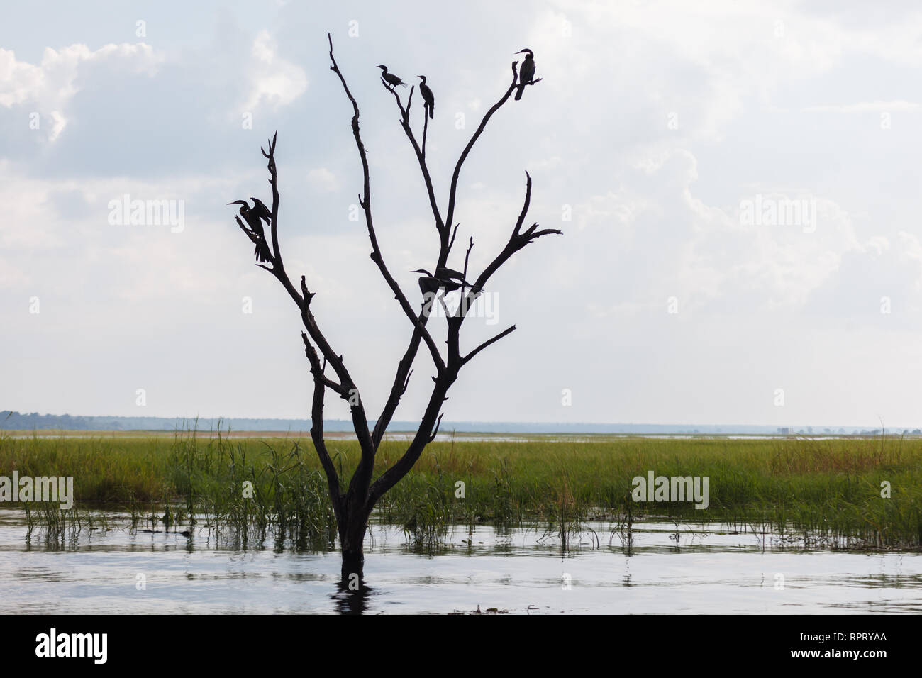 Chiusura del gregge di wattled cranes arroccato in albero morto a guardare la preda Foto Stock