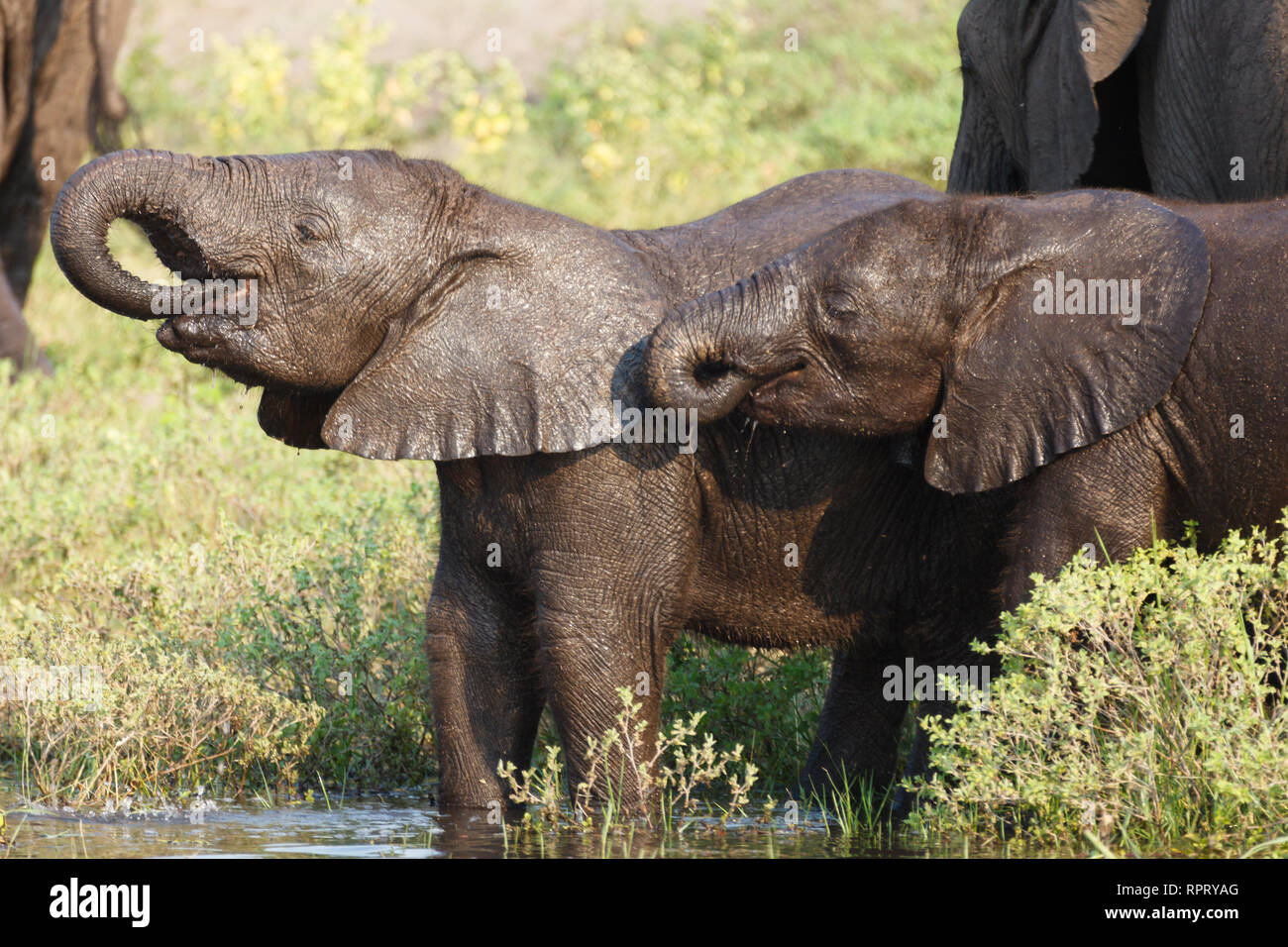 Primo piano di due baby elefanti di bere e di balneazione nel fiume Foto Stock