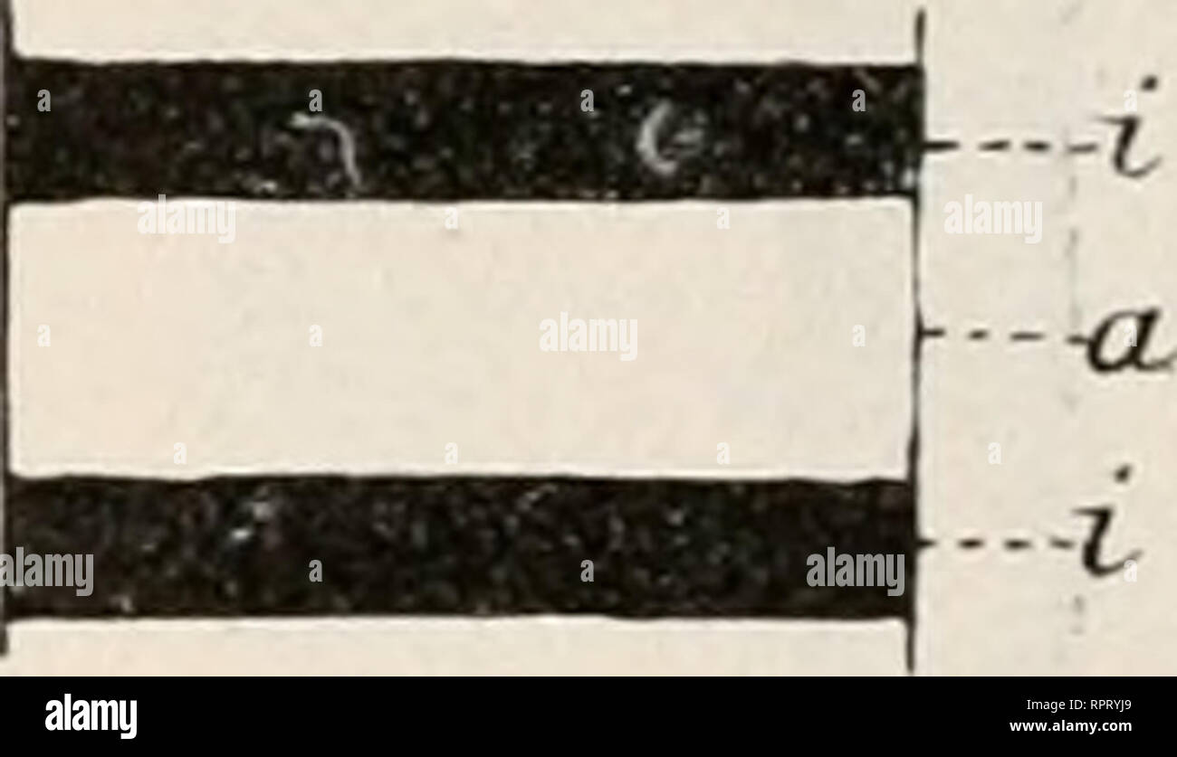 . Allgemeine Physiologie. Ein Grundriss der Lehre vom Leben. Fisiologia, comparativo. 12 1 2 Fi?. 1U9. Il Einzelne u &lt; k e 1 s e g m e n t a t e / i m g e streck t e n u n il 11 c o n t r a li ho r t e n Zustande. 1 In gewöhnlichem Licht, 2 in polarisiitem Lieht, una filiera anisotrope, io muoio isotropen Schicliten. ziehen sich gegenüber dem durchgehends nur äusserst träge zusammen und niemals zeigen così ho)]ötzliche Zuckungen Wie die Lifusorienmyoi'de und die (luergestreiften Muskelfasern. Während aber in der glatten Muskelfibrille ausser der Gestaltveränderung keine weiteren Vorgänge mikrosko])isch zu b Foto Stock