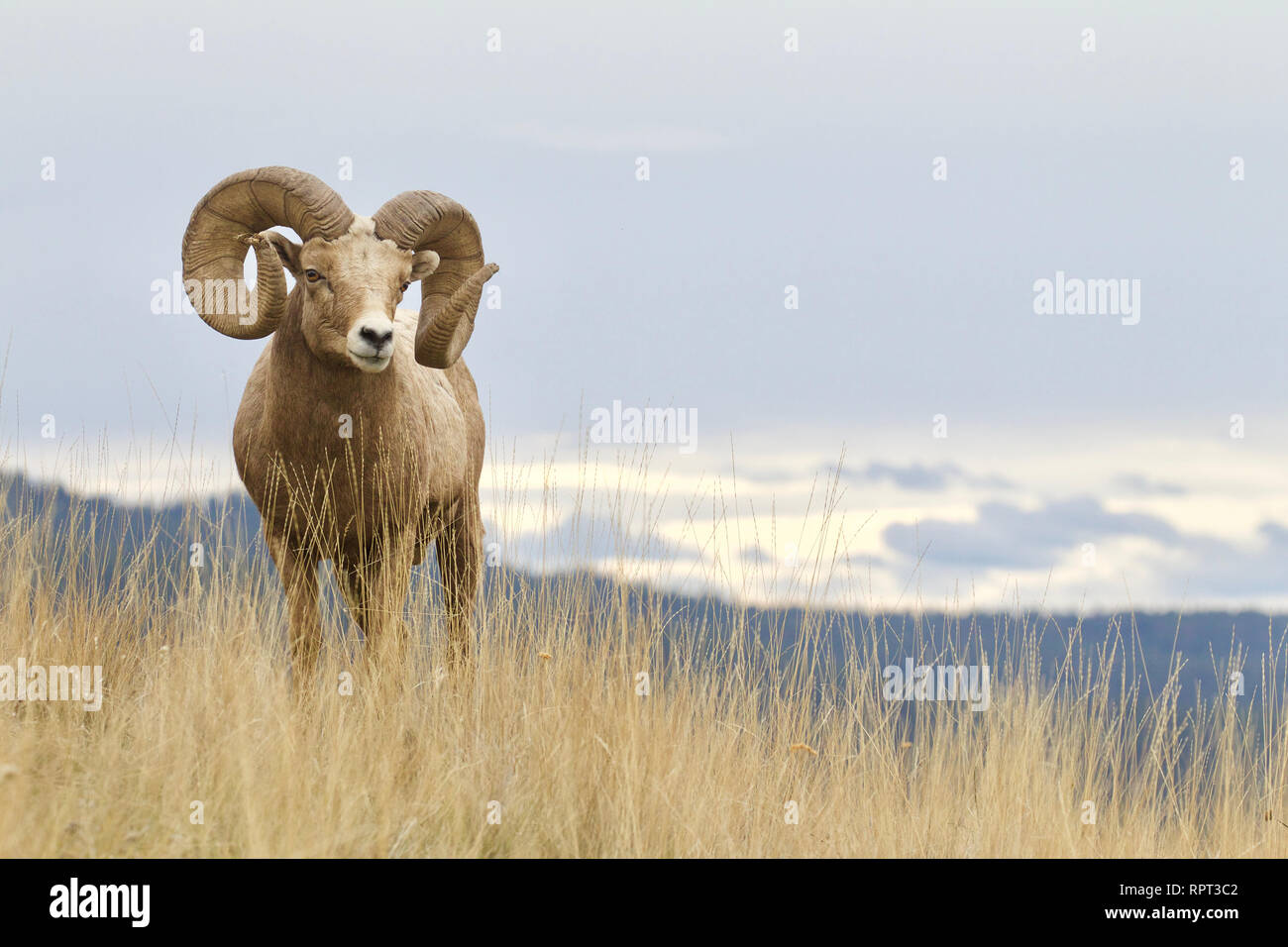 Rocky Mountain Bighorn - ram con piena curl corna sulla collina erbosa con pendii boscosi in background Foto Stock