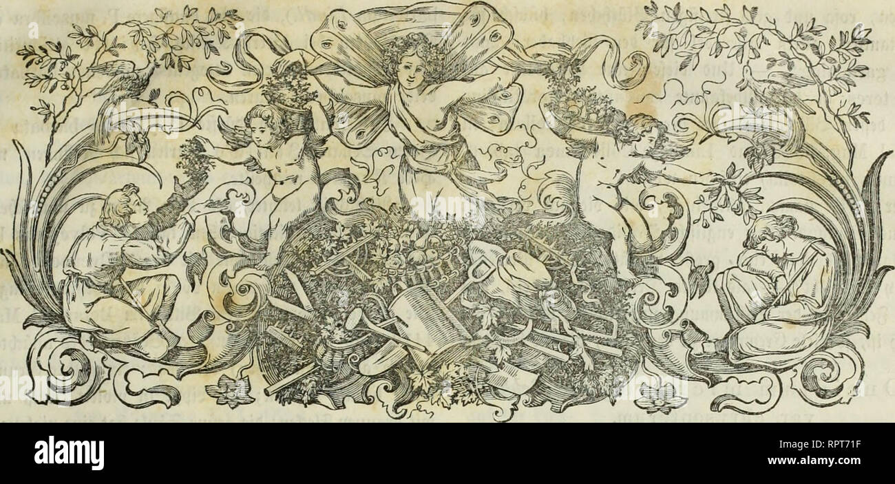 . Allgemeine Gartenzeitung. JS'42- Sonnabend ben 20. Öftober 1855. XXIII. ^gteptO;. SUUjetneine ($&GT;avtm}eitun$. (Sine ßiit^fyiift füt ©ättttetet onu&amp; alle Damit in %$eieimn$ ftelmitic SBtffecit. (Ftortfetjung.) - Sntereffante ^Pflcittjen. - Sitercirii'djess. - Vestia ljcioides Wilfd. ttdier einige $ttrteit=Drd)ibeen. SBom §etvtt SProfeffoK "r. 9t c i d) c 6 a d) fil. (@D)lujj.) 23. Van da larnellata Lindl, sar lütb- canthus teretifolius Lindl, Vanda larnellata Lindl, würbe "unità organizzativa (Suming auf SJianün cutbeeft, iit feinen ^erbavicu rctct/licf) ttcvtfyeüt, unb blühte 51t ^aefnei) unb Sttw Foto Stock