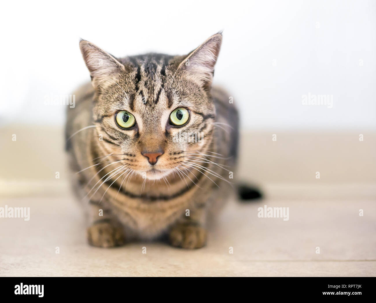 Un brown tabby domestico gatto Shorthair accovacciato in una posizione tesa Foto Stock