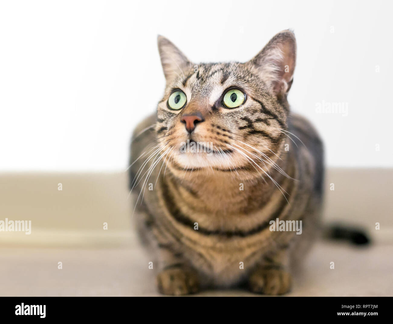 Un brown tabby domestico gatto Shorthair accovacciato in una posizione tesa Foto Stock