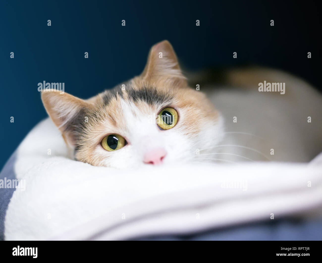Un domestico Calico shorthair gatto con il suo orecchio sinistro ribaltato, rilassante e spiata sopra una coperta Foto Stock