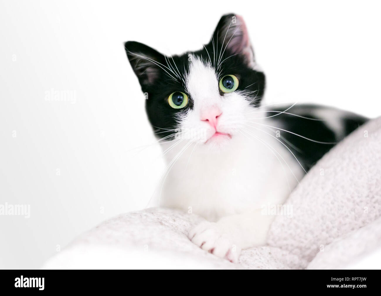 Un bianco e nero domestico gatto Shorthair relax su una coperta con il suo orecchio sinistro con punta a indicare che esso è stato privato delle ovaie o castrato e vaccinare Foto Stock
