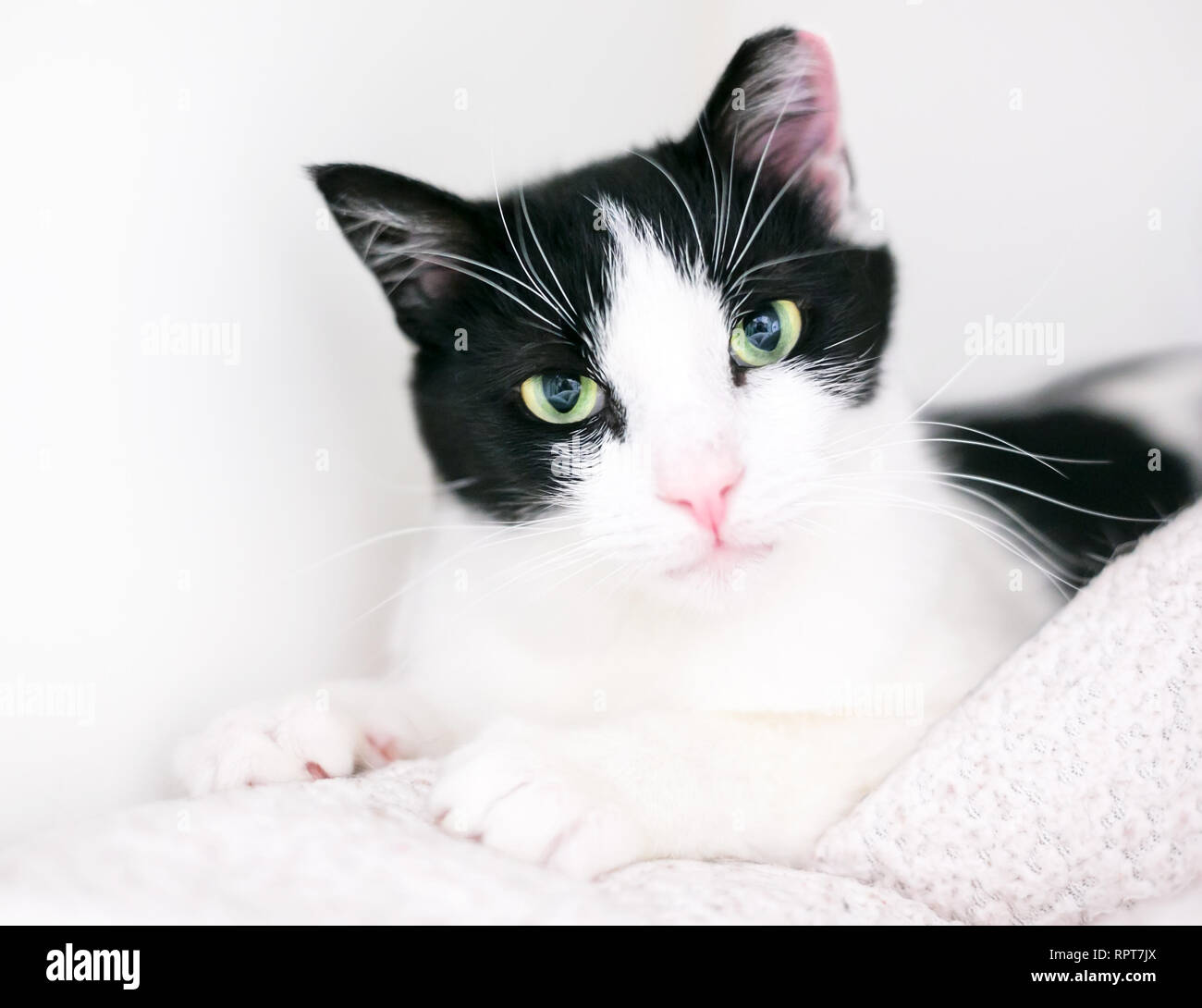 Un bianco e nero domestico gatto Shorthair relax su una coperta con il suo orecchio sinistro con punta a indicare che esso è stato privato delle ovaie o castrato e vaccinare Foto Stock