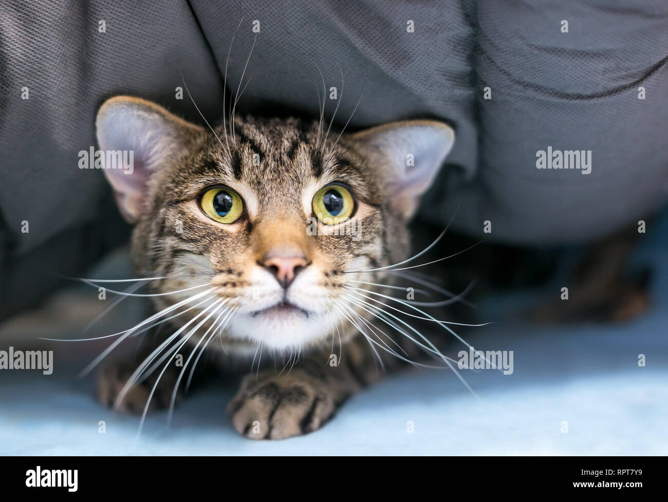 Un timido shorthair domestico tabby cat nasconde sotto una coperta Foto Stock