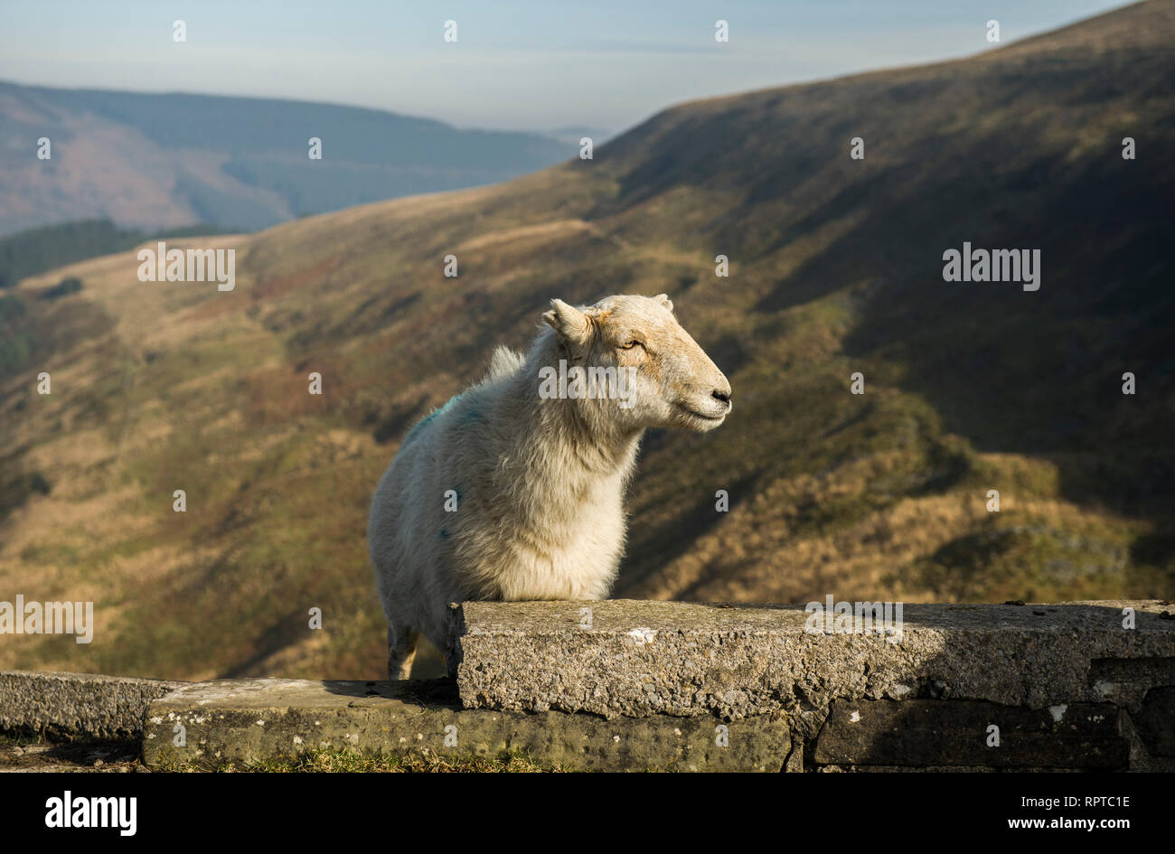 Galles del Sud pecore sul Pass Bwlch dividendo Rhondda dalla valle Ogmore Galles del Sud Foto Stock