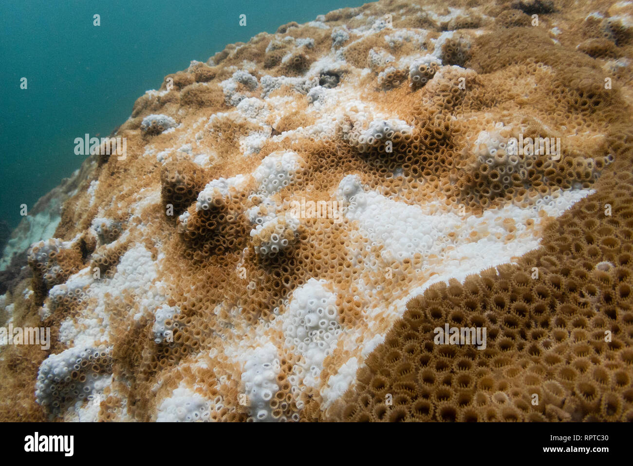 Palythoa caribaeorum coral mostra forti segni di corallo di candeggio/sbiancamento, da sé il Brasile, Ilhabela Foto Stock