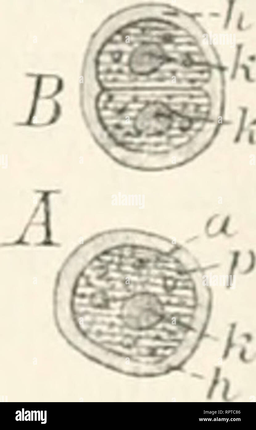 . Allgemeine Biologie. Biologia delle cellule. Fig. 388.. Stengels oder in einem Blatt. Ihre Assimilationsprodukte kommen Flechtenpilz dem als Nahrungsmaterial zugute, während umgekehrt die zur assimilazione nötigen Aschenbestandteile den Algenzellen durch den Pilz zugefülu't werden. Durch dieses Konvivium aber werden die Flechten nunmehr unabhängig von einem organischen Substrat. Während alle übrigen Pilze Parasiten oder Humusbewohner sind, können sich die Flechten auf rein mineralischem Boden, selbst auf der Oberfläche kristallinischen Gesteins ansiedeln, da ja die in ilmen enthaltene Alge sie unabhä Foto Stock