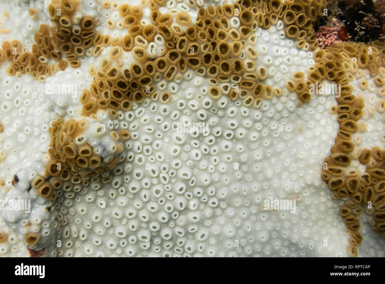 Palythoa caribaeorum coral mostra forti segni di corallo di candeggio/sbiancamento, da sé il Brasile, Ilhabela Foto Stock