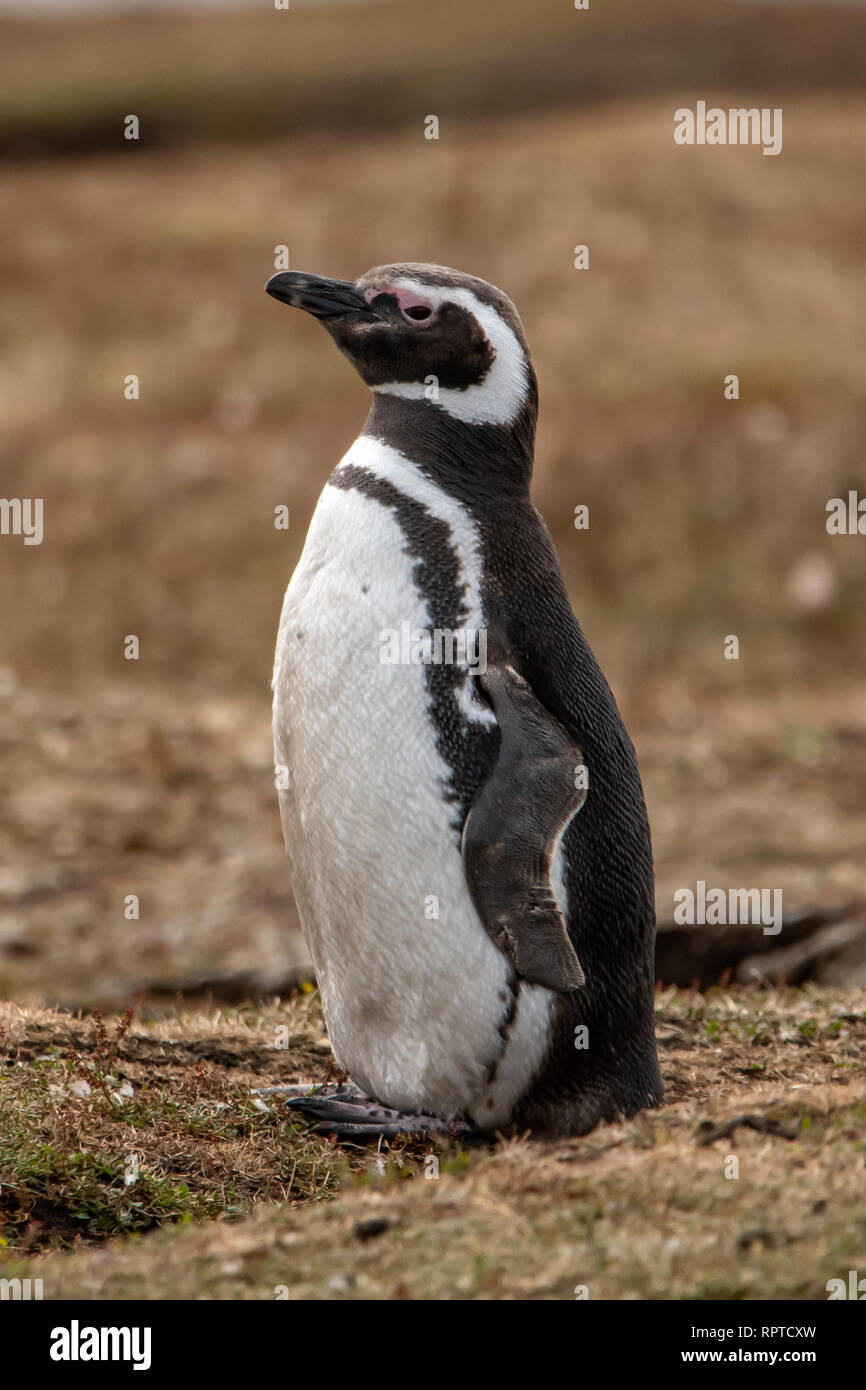 Magellanic Penguin, Spheniscus magellanicus, Isole Falkland Foto Stock