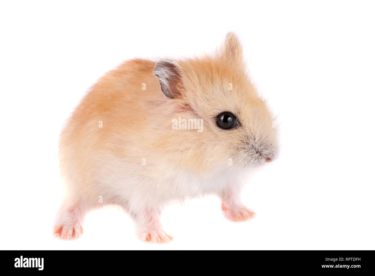Poco divertente hamster isolati su sfondo bianco Foto Stock