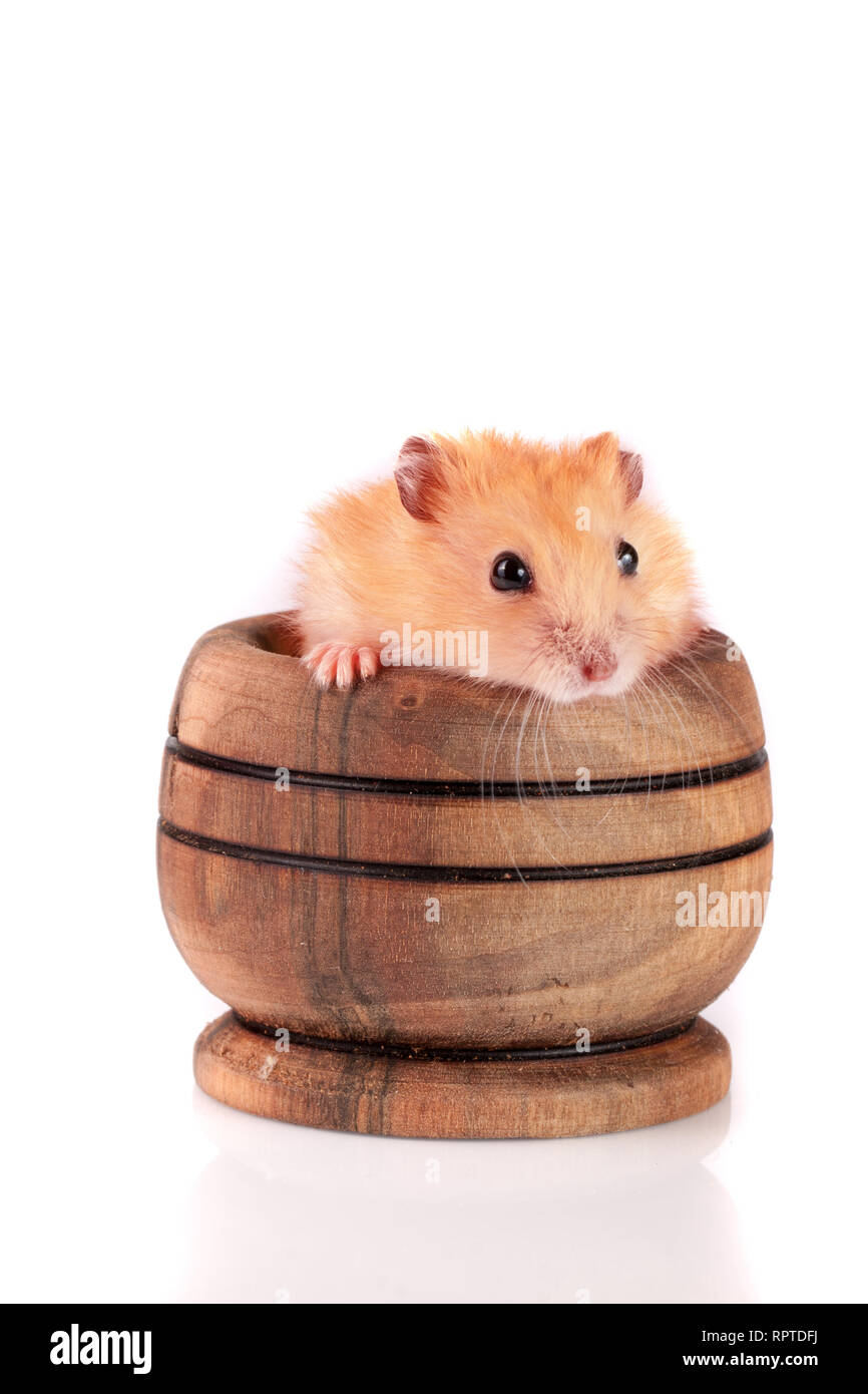 Piccolo criceto divertenti in una ciotola di legno isolato su sfondo bianco Foto Stock