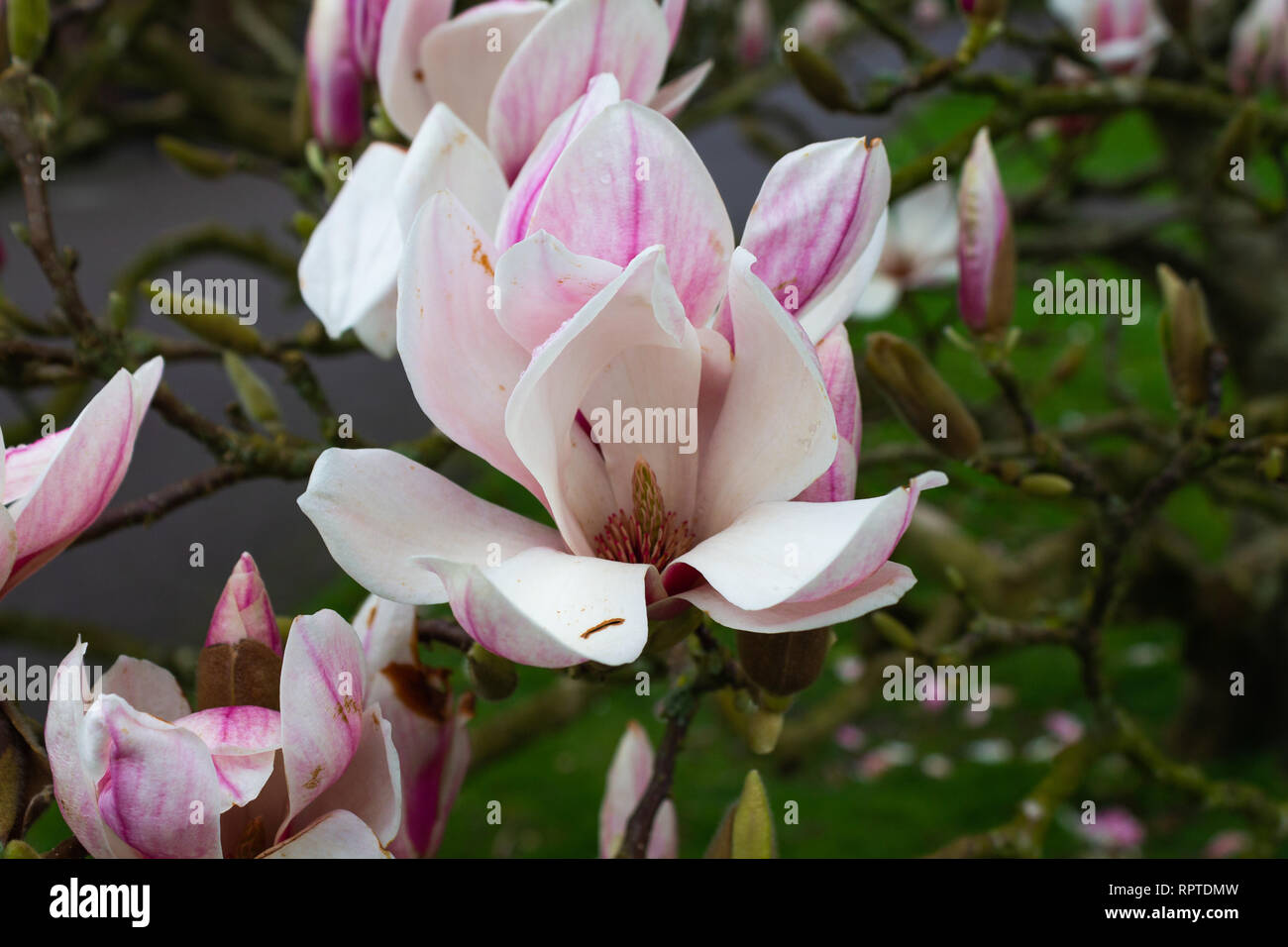 X Magnolia soulangeana albero in pieno fiore di primavera Foto Stock