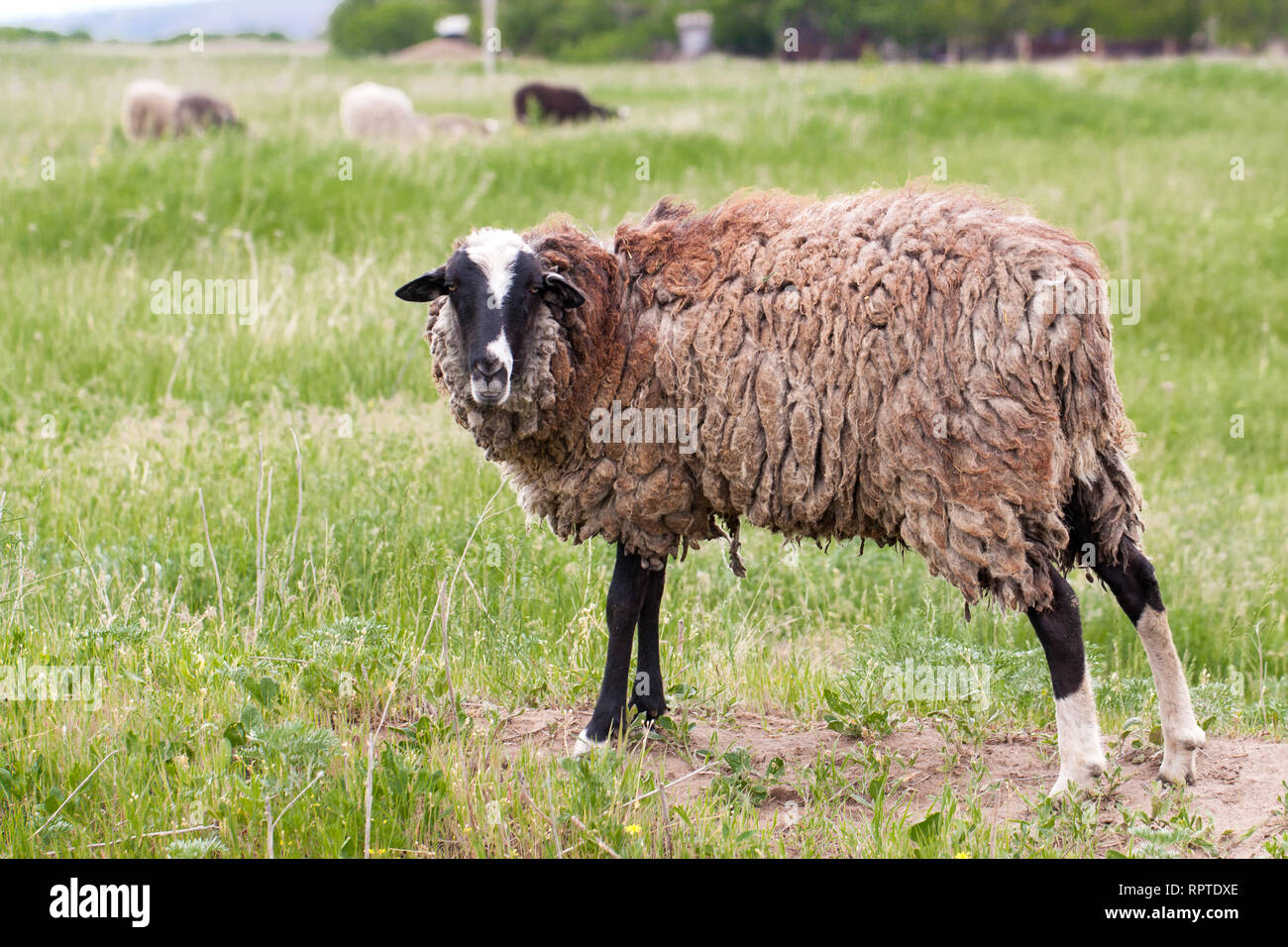 Pecora con lana sporca il pascolo in un prato Foto Stock