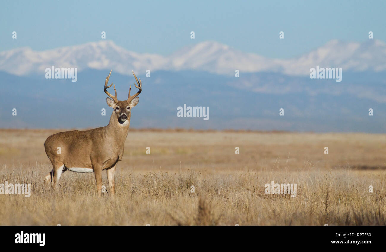 Ritratto ambientale di un culbianco Deer buck contro le cime innevate delle Montagne Rocciose, con una profondità di campo ridotta Foto Stock