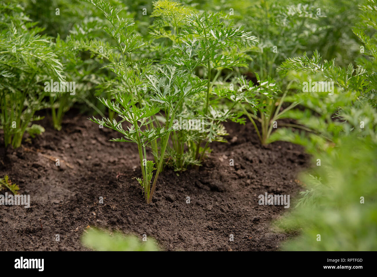 Germogli di carotine crescere su un letto giardino. Coltivazione di ortaggi biologici dell'azienda. Foto Stock