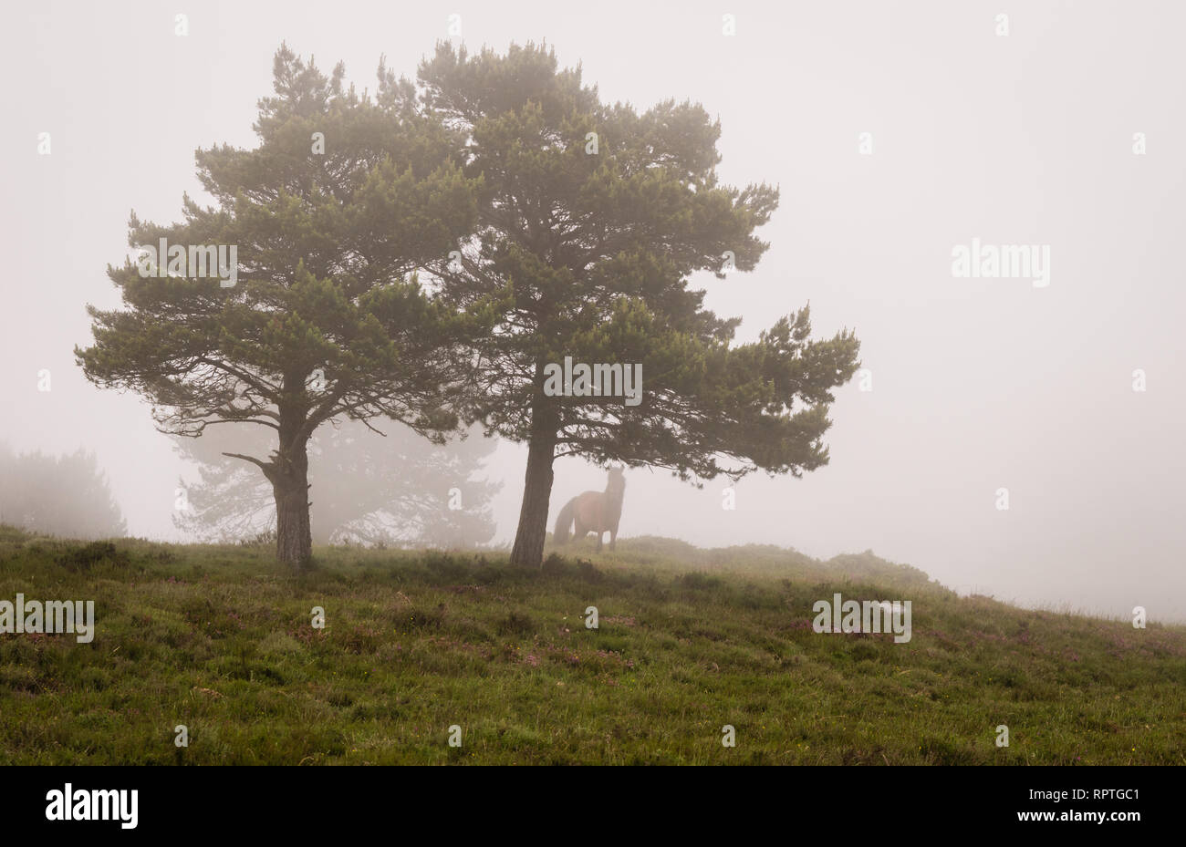 Scena di alberi di pini nella nebbia, con un cavallo. Ponga, Asturias, Spagna. L'Europa. Foto Stock