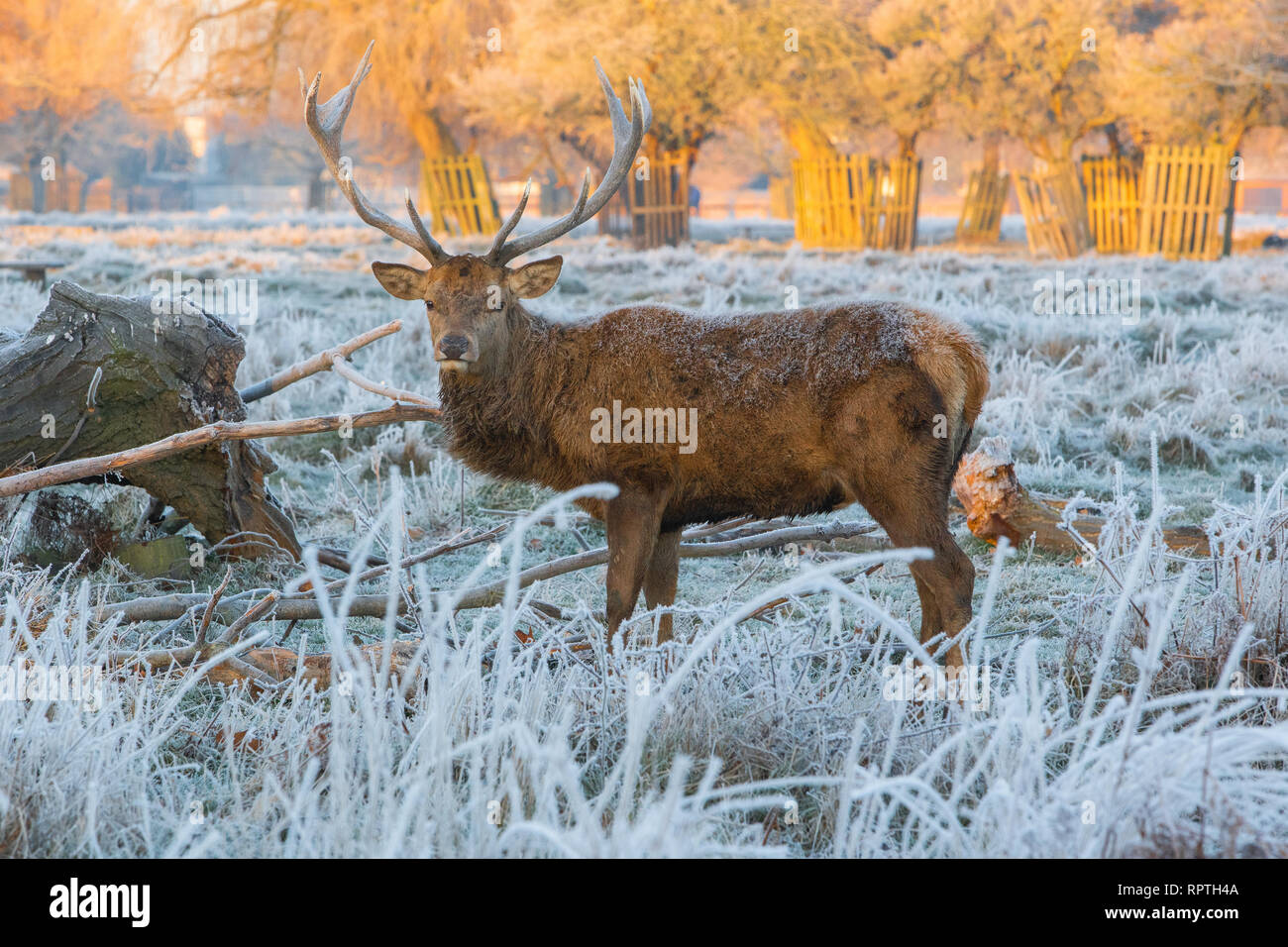 Red Deer Stag su frosty mattina in erba con alberi in Royal Londons Bushy Park,Hampton Court, East Molesey Surrey, Inghilterra Foto Stock