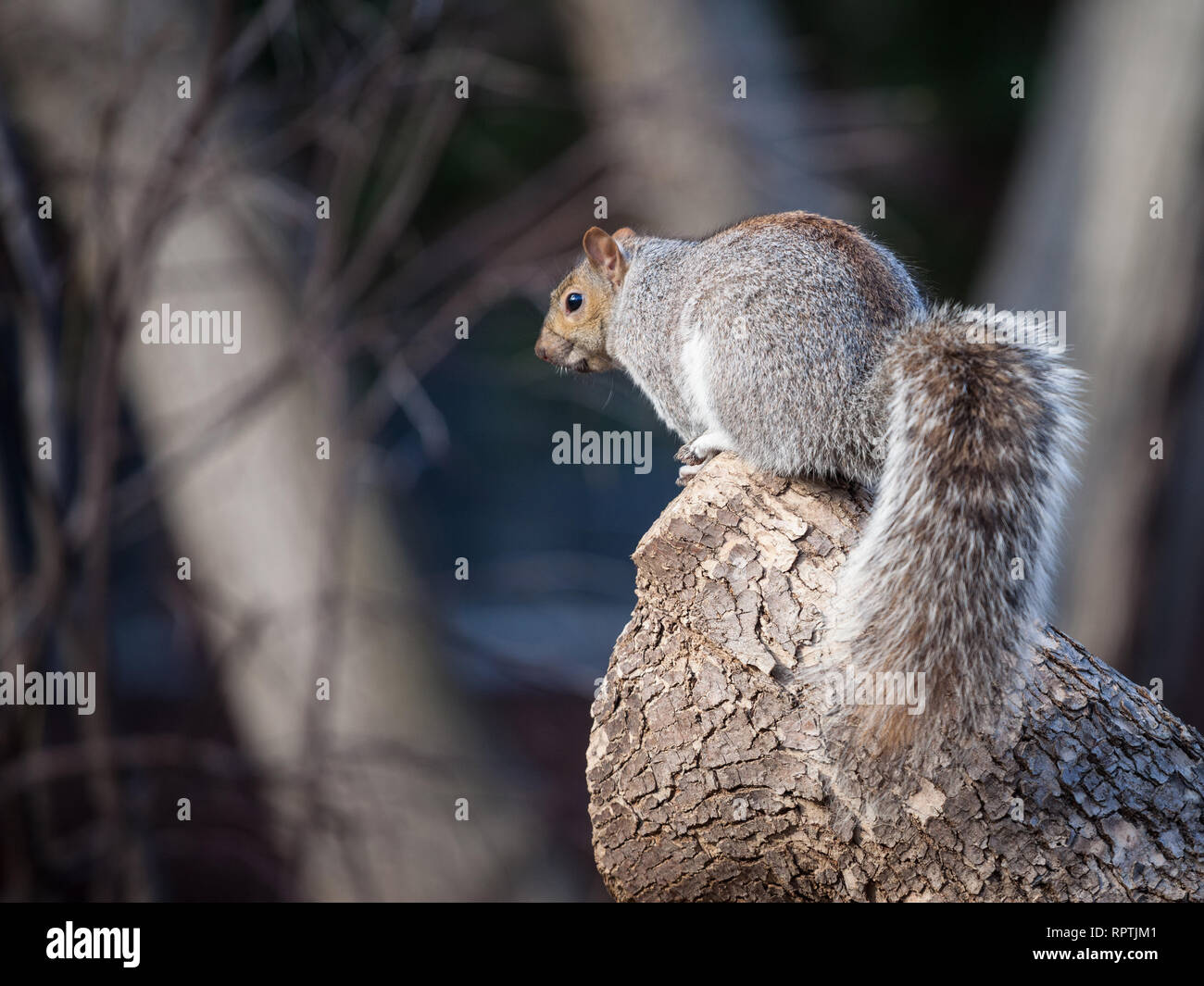 Orientale scoiattolo grigio o Sciurus carolinensis stando in piedi in un'area forestale di Montreal, Quebec, Canada. Noto anche come scoiattolo grigio, è uno dei m Foto Stock