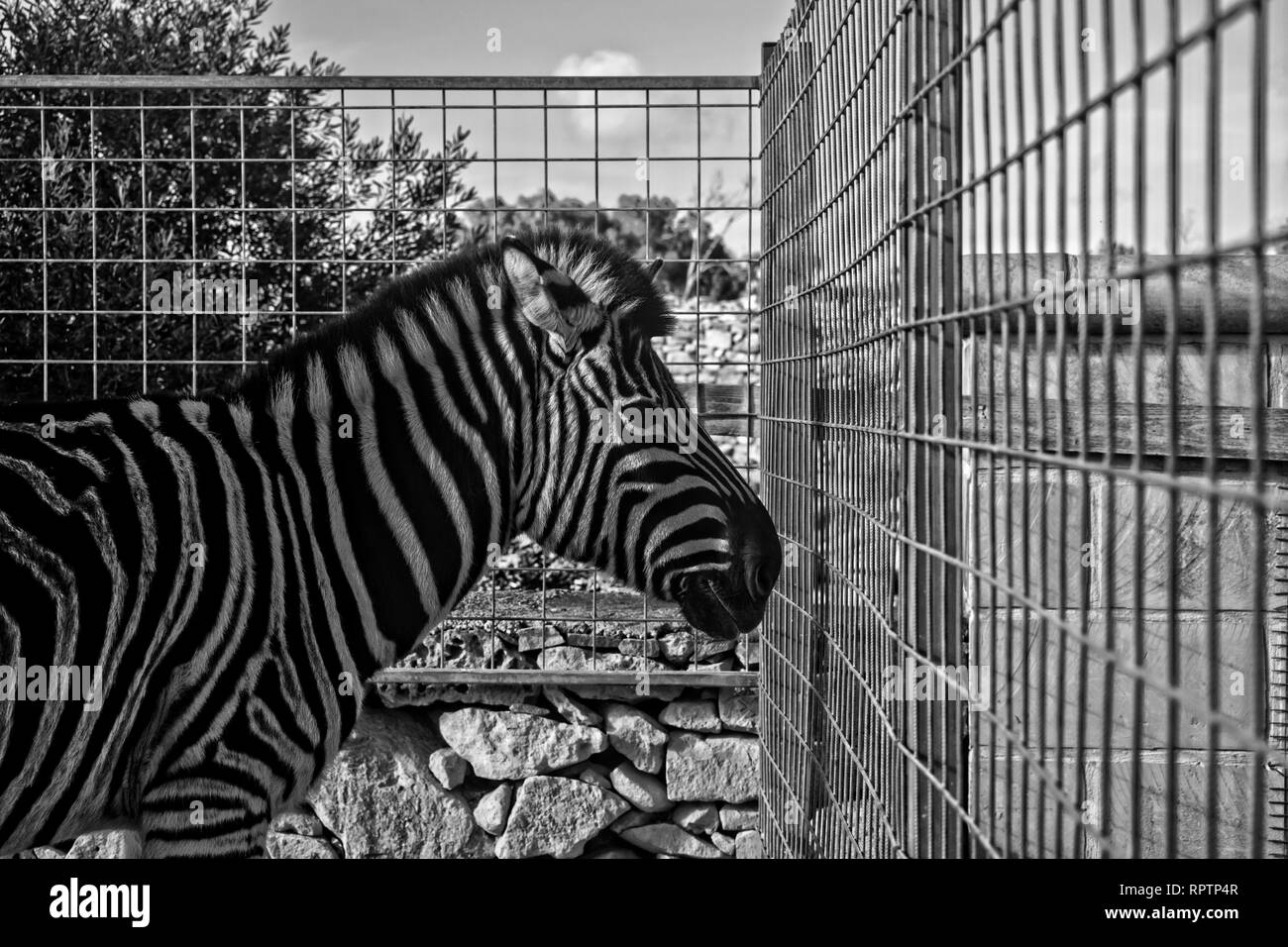 Ritratto di un Chapman's Zebra. Un ritratto di Chapman's Zebra in bianco e nero. Foto Stock