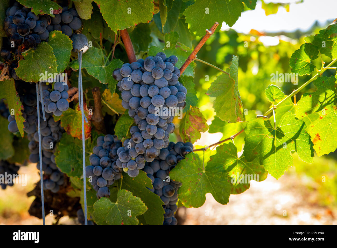 Uva blu in un vigneto a plantation Foto Stock