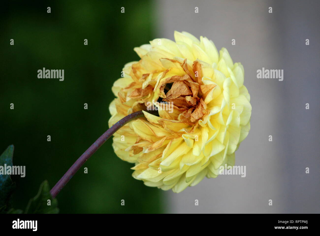 Retro di Dahlia tuberosa folte piante erbacee perenni pianta con grandi aprire completamente la fioritura di colore da bianco a giallo fiore Foto Stock
