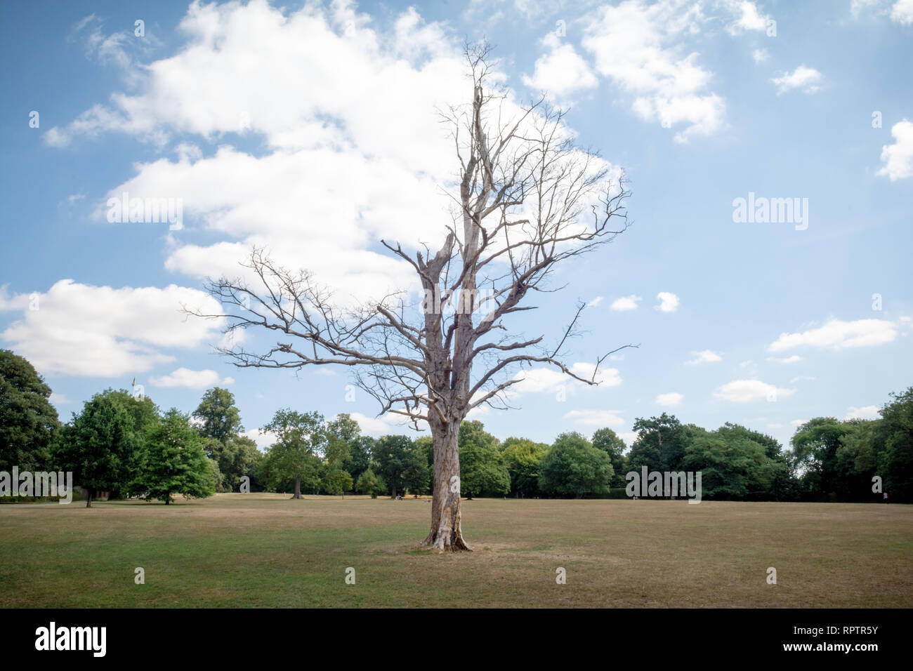 Una struttura ad albero con foglie non sta solo nel centro di un parco Foto Stock