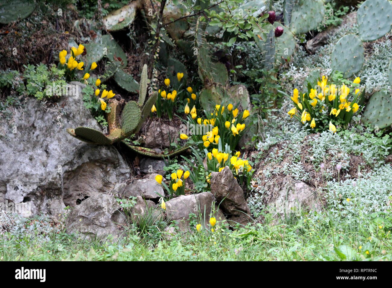 Crochi o Crocus o Croci di piante fiorite con colore giallo brillante fiori piantati tra rocce e sassi circondato con cactus e altre piante Foto Stock