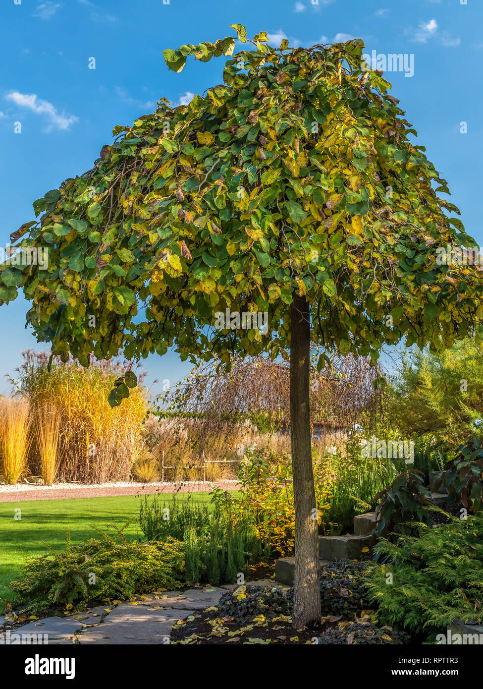 Bella rifilato elm tree crescono nel Parco Foto Stock