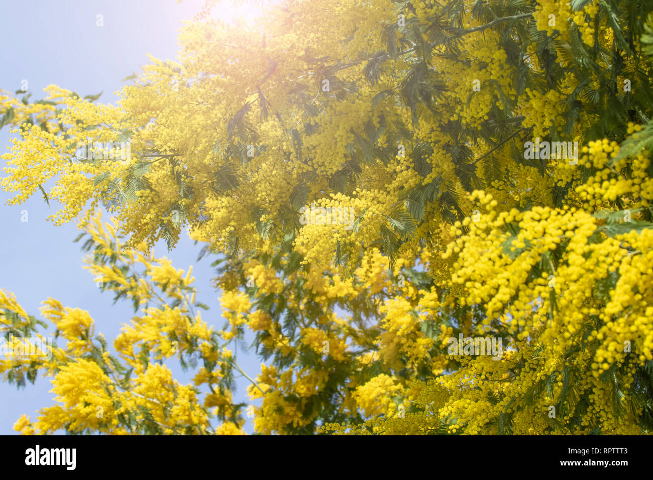 Blooming live RAMI DI MIMOSA su un albero nel parco. In una giornata di sole. Foto Stock