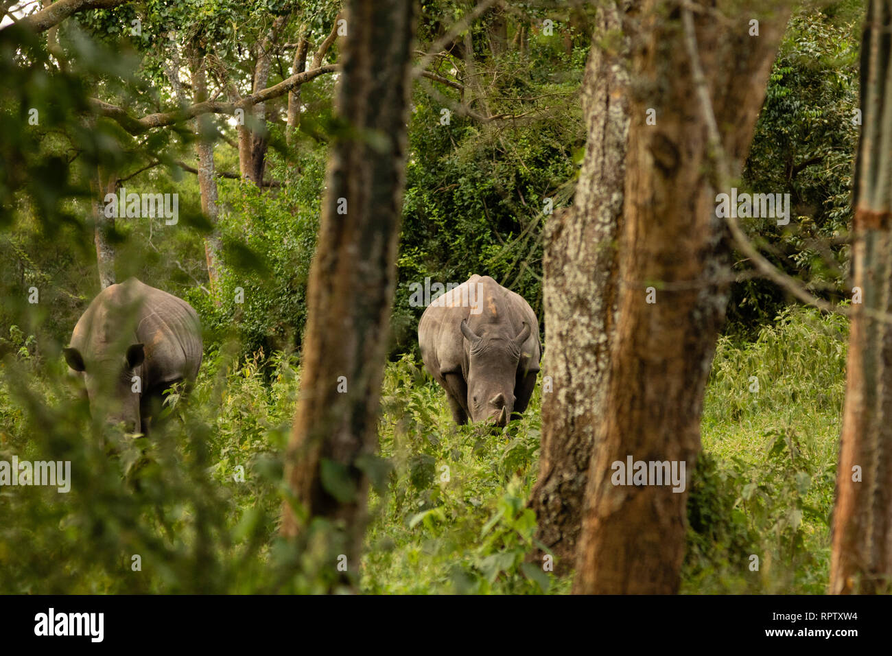 Due rinoceronti bianchi (Ceratotherium simum) pascolano in mezzo agli alberi a Ziwa Rhino Sanctuary in Uganda Foto Stock