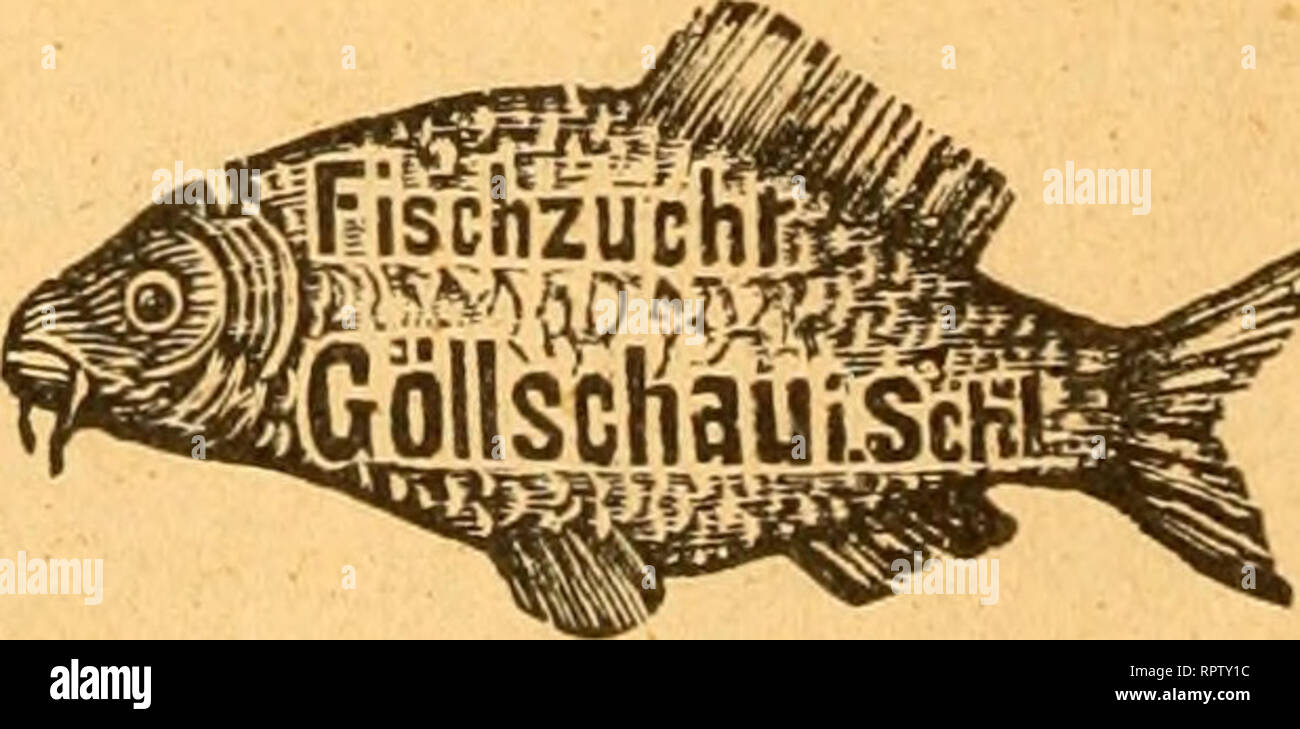 . Allgemeine Fischerei-Zeitung. 252 VIII. gfwge&amp;ajten. s2lrttmort auf bie grage betreffenb Körbe jum 3$erfanbt t&GT;ou g-ifdjen. Stuf bie grage Safjrg. XXIV 9?r. 10, betreffenb Körbe unb Kiften jum SSerfanbt öon gifdjen, tfjeile id) ^"ten ergebenft mit, fet bafj)r gute, tjaltbare Spanförbe üon 21. (£arte§fon, Spanforbfabrif tri gerbinaubsrjof in ^ommern, burdjauS ^ret^roertt) geliefert roerben. 3B. Stfton, 9D<citglieb essere-3 93ranbeuburger gifc^erei^ereittS. IX. atmetet- uttb 3?tfd)matJüßerit, ©efdjäft lebhaft, greife gut. $tfd)e (per $funb) §ed)te 3anber .... "Arfdje Karpfen, mittelgr. Ka Foto Stock