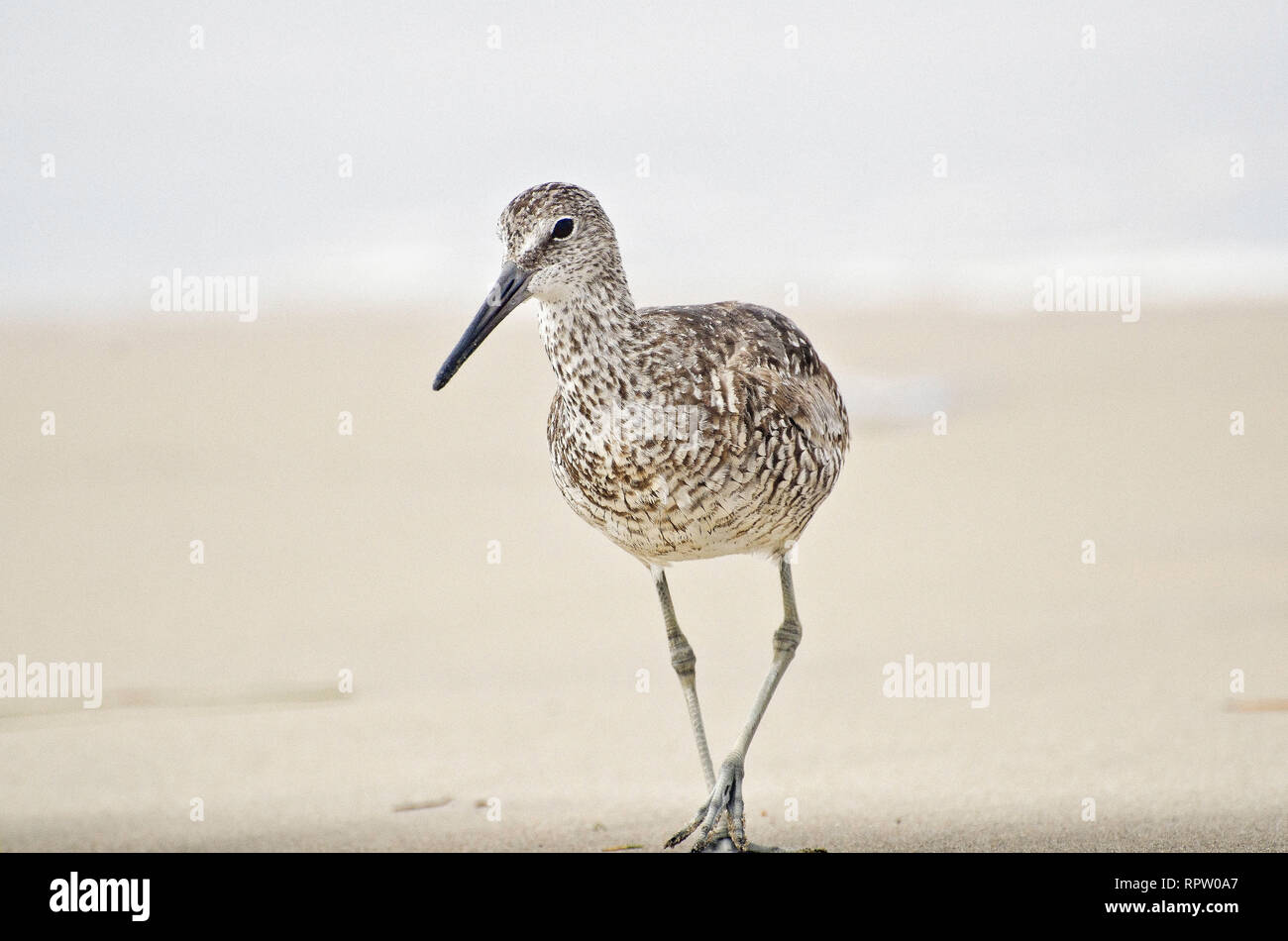 Willet (Catoptrophorus semipalmatus) passeggiate sulla spiaggia, Playa del Rey, CA, Stati Uniti d'America. Foto Stock