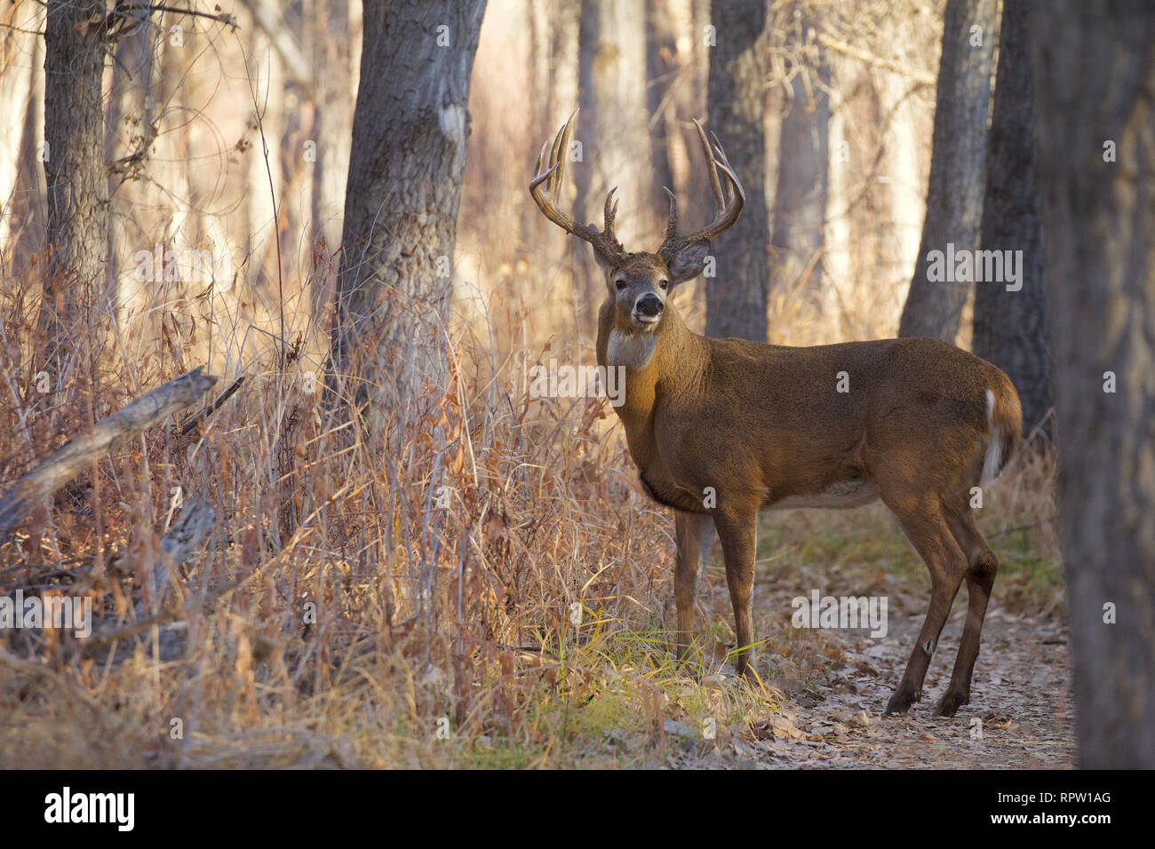 Classe trofeo culbianco Deer buck maestosamente permanente in un bosco di latifoglie, alla prima luce Foto Stock