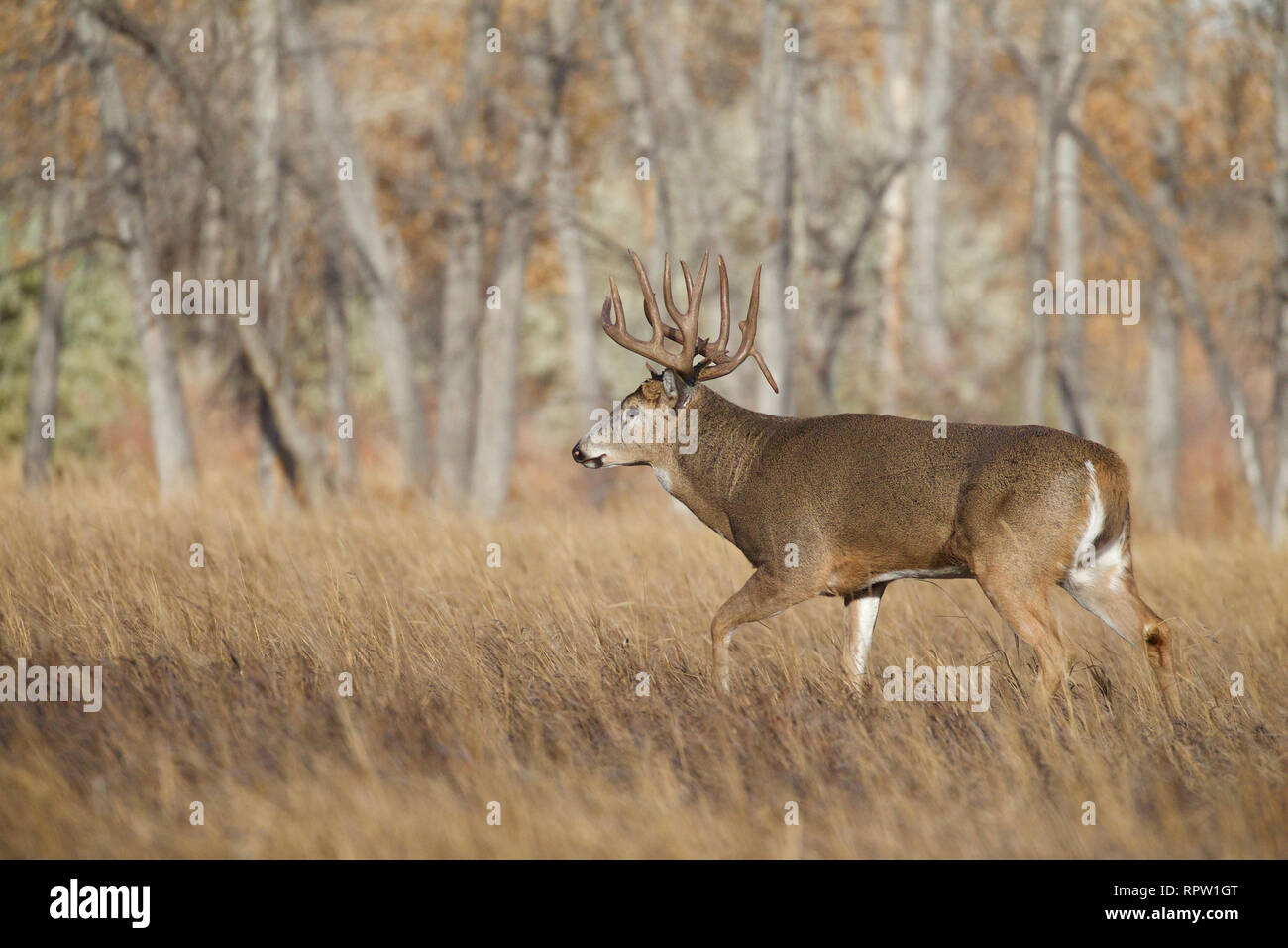 Culbianco cervi - un trofeo classe buck passeggiate attraverso un prato erboso con un bosco di latifoglie, in background Foto Stock