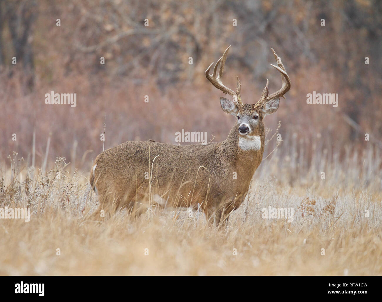 Culbianco cervi - un trofeo classe buck in un prato naturale nel midwest durante la stagione di caccia Foto Stock