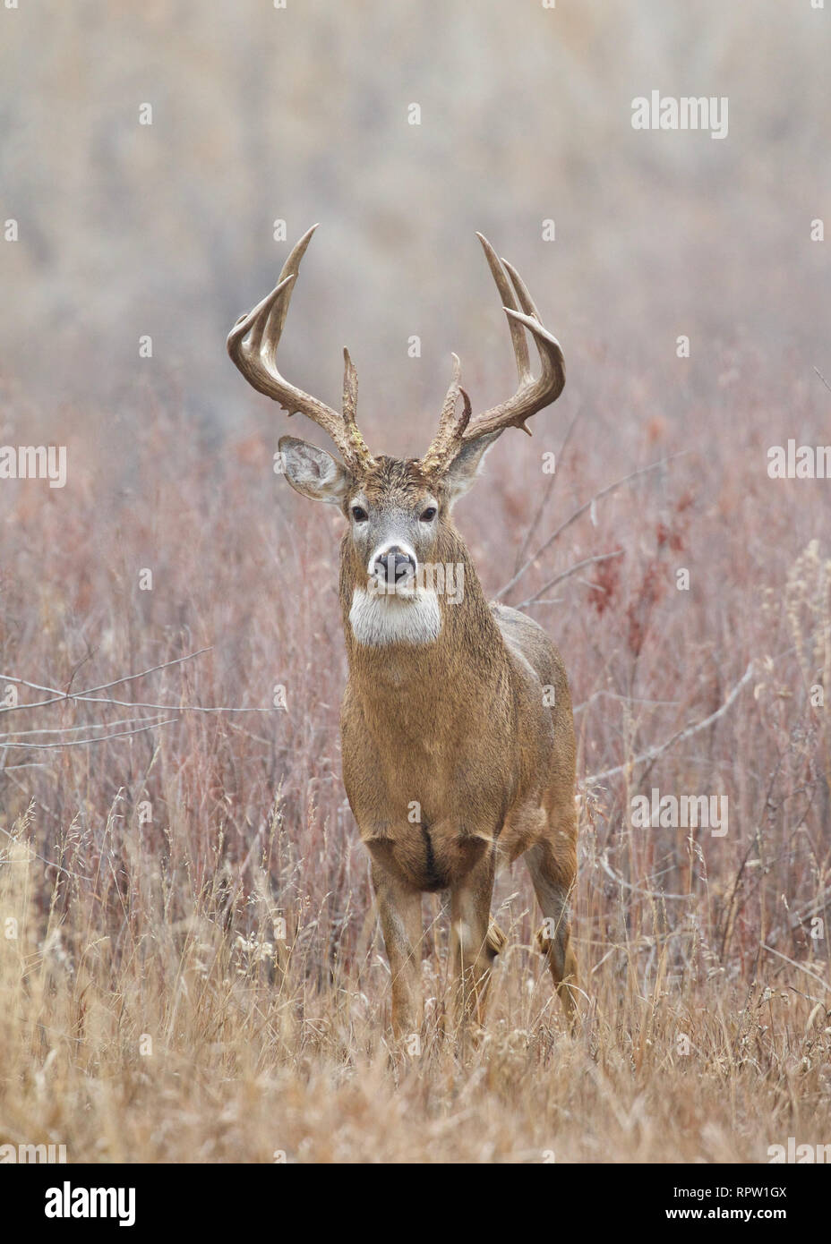 Culbianco cervi - un trofeo classe buck in un prato naturale nel midwest durante la stagione di caccia Foto Stock