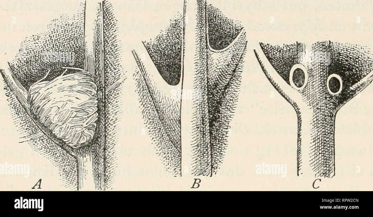 . Allgemeine Biologie;. 552 Otto Forsch: Wechselbeziehungen zwischen Pflanze und Tier. B C Fig. 9. Acarodomatien auf der Unterseite der Blätter von una Tilia europaea, B Elaeocarpus, C Coprosma Baueriana. (Nach Lundstköm.) "Acarophiiie". Eine ähnliche Lebensgemeinschaft wie zwischen den tropischen Ameisen und den sog. Ameisenpflanzen besteht in kleinerer Auflage zwischen zahlreichen Pflanzen aus den verschiedensten Gebieten der alten und neuen Welt und ge- wissen Milben. Nur ist hier das Verhältnis von Leistung und Gegenleistung derzeit wenigstens noch weniger klar, così daß wir vorläufig nic Foto Stock