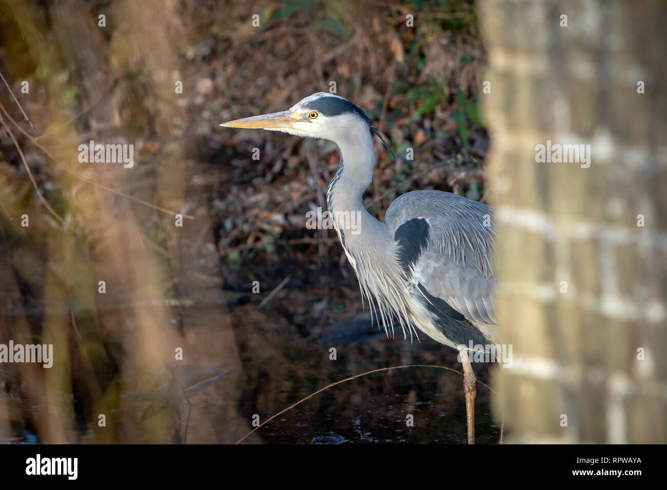 Heron con argento e piume bianche da Canal piantagione in Bushy Park,Hampton Curt, Londra. Foto Stock