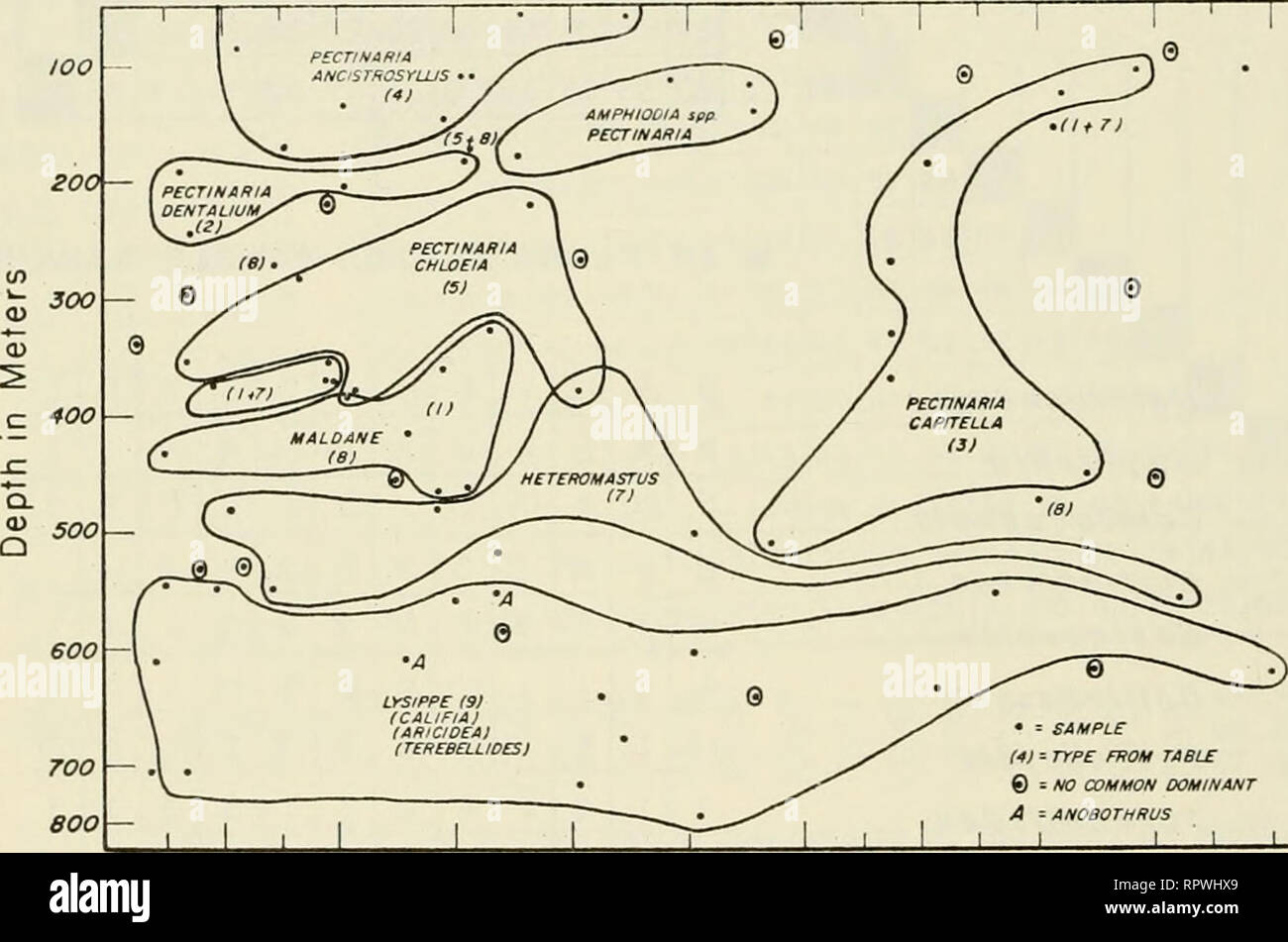 . Allan Hancock Pacific spedizioni. [Report]. Spedizioni scientifiche. 18 ALLAN HANCOCK PACIFIC EXPEDITIONS VOL. 27 (un genere quasi limitato al letto Listriolobus sul ripiano costiere) 4%, Phoronopsis sp. (Un'altra caratteristica, quasi esclusivamente limitato specie) 14%. Questi taxa, più altri condivisi con adiacente communi- cravatte, come Amphiodia e Pectinaria, comprendono il 75% degli esemplari del campione (grafico 10). A differenza della comunità Amphiodia, in cui solo 6 specie regolarmente comprendono più di 50% di esemplari (grazie alla predominanza di Amphiodia), la comunità Listriolobus com Foto Stock