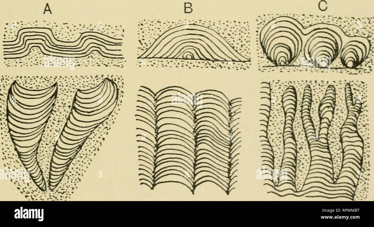 . Le alghe. Le alghe. riproduzione; evoluzione 295 (Fig. 174), che sembra avere affinità con il moderno Schtzo- thrix, è anche migliore relegata al Protophyceae. Marpolia era rappresentata dai filamenti ramificati che erano probabilmente composto da un tricoma racchiuso entro un aspetto gelatinoso o guaina cartilaginei. Spongiostromata (Precambrian in poi) molto dubbio è stata gettata su di autenticità di questo gruppo, alcuni v^iter per quanto riguarda loro come strutture che è nato come anelli di diffusione ("liesegang fenomeni") in materiali colloidali o forse in fanghi calcarei. Nella descrizione originale Walc Foto Stock