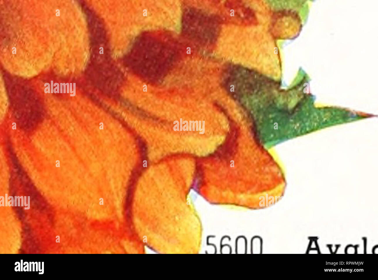 . America tutte le selezioni di rose vincitore : missione campane. Vivai (orticoltura) cataloghi; fiori Semi cataloghi; Rose cataloghi; piante ornamentali, cataloghi. 5570. Croyden. Un fiore di buona sostanza. Lilla chiaro lav- mittente. Uno dei migliori in questa classe di colore. 5571. La sig.ra George Le Boutil- lier. Bello da 10 pollici di blumi di ricco cremisi vellutato, excel- la quaresima lunghi gambi robusti. 5572. Il Gigante Watchung. e x • estremamente grandi fioriture di deep color ambra arancione soffusa. Una vittoria- ner a tutti gli spettacoli. 5573. Rose Gloria. Un molto presto dalia decorativa. Flusso grande- ers delle chiare il colore rosa. 5574. Regina di salmone. Larg Foto Stock