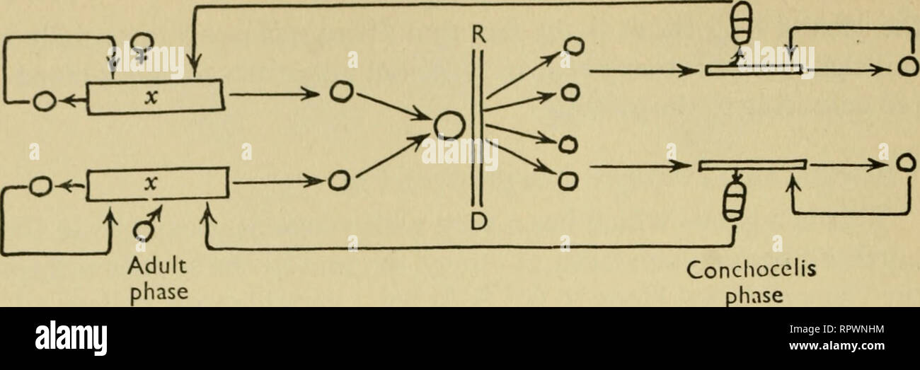 . Le alghe. Le alghe. Fase Conchocelis Fig. 124 Schema del ciclo di vita di Porphyra umhilicalis. eciousj ma in entrambi i casi il maschio thaUi o porzioni di thalli sono comunemente più pallido in colore che la femmina. Ogni antheridial cellula madre dà luogo a 64 o 128 cellule antheridial, ciascuno dei quali produce uno spermatium. Il fertihzed (?) carpogonium si divide in quattro o otto celle che rappresentano carpospores primitiva; in questo stabilimento sono aploidi (anche se nella maggior parte dei Rhodophyceae sono cellule diploidi) perché la meiosi avviene al momento della germinazione dello zigote. FertiHzation non è mai stato effettivamente osservato al Foto Stock