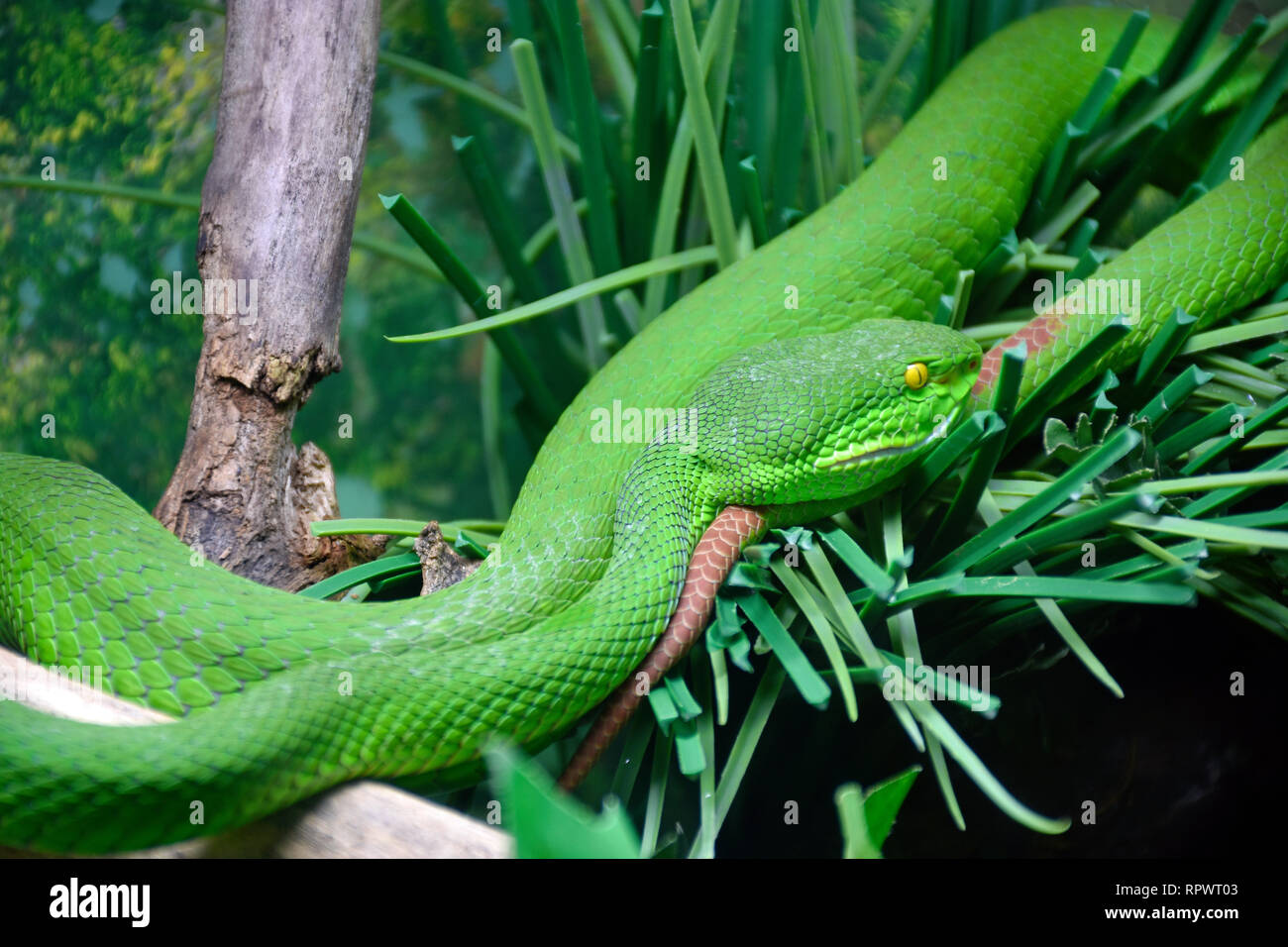 A labbro bianco Pit Viper Foto Stock